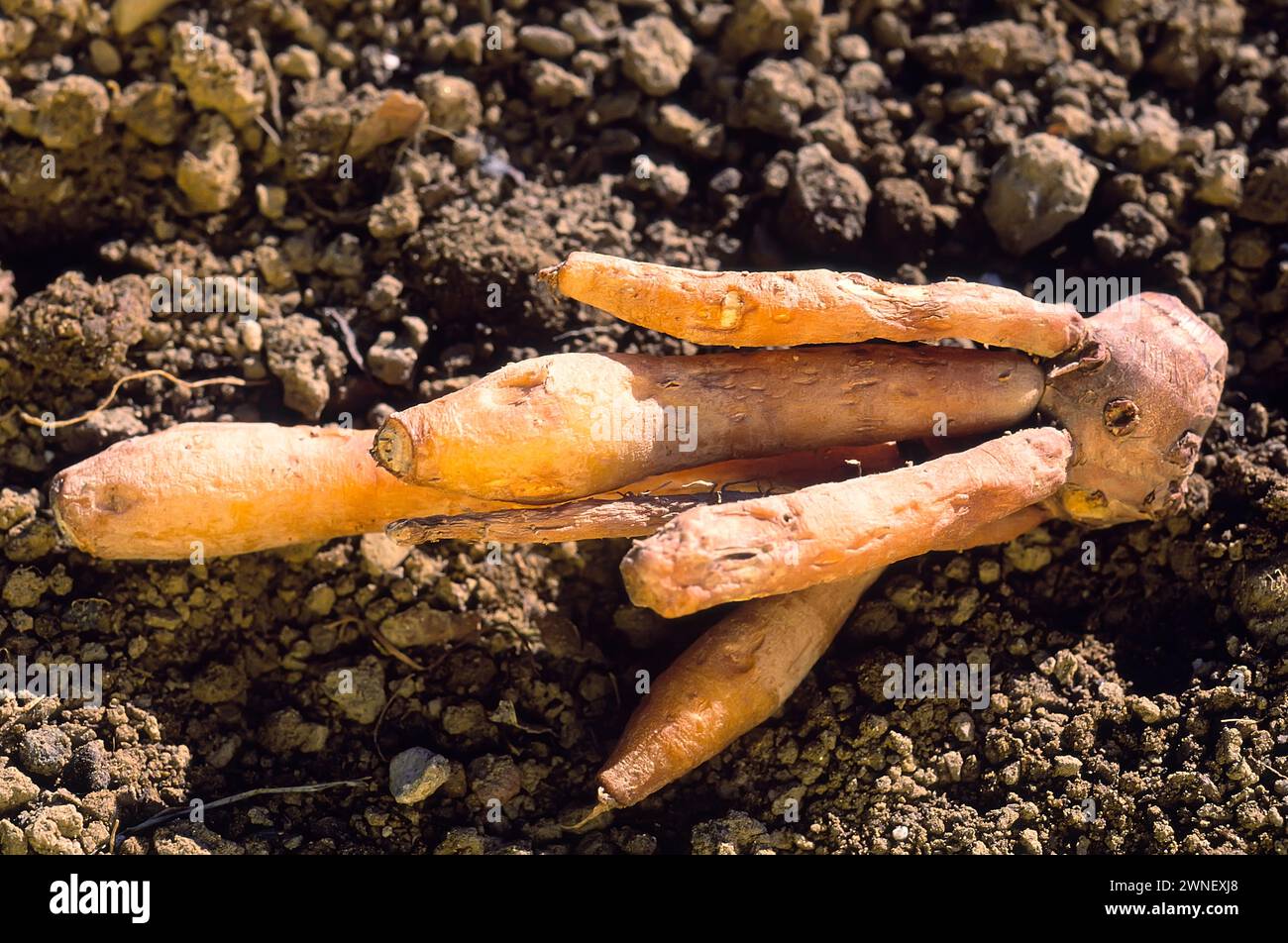 Finger root; Krachai (Boesenbergia rotunda) in pile; thai herb Stock ...