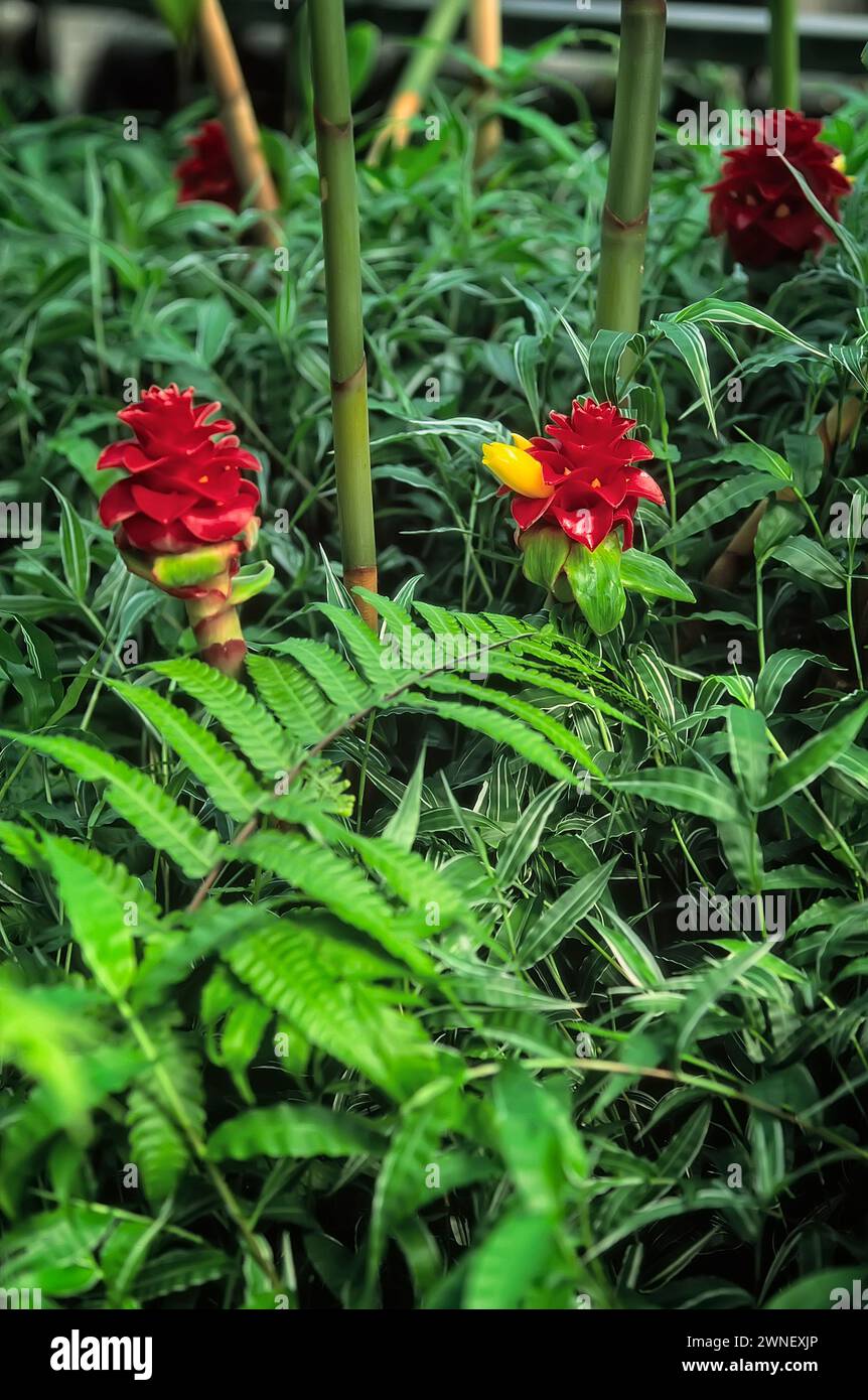 Pineapple ginger (Tapeinochilos ananassae), Costaceae. Rhizomatous perennial herb. Ornamental plant. yellow red flower. Stock Photo