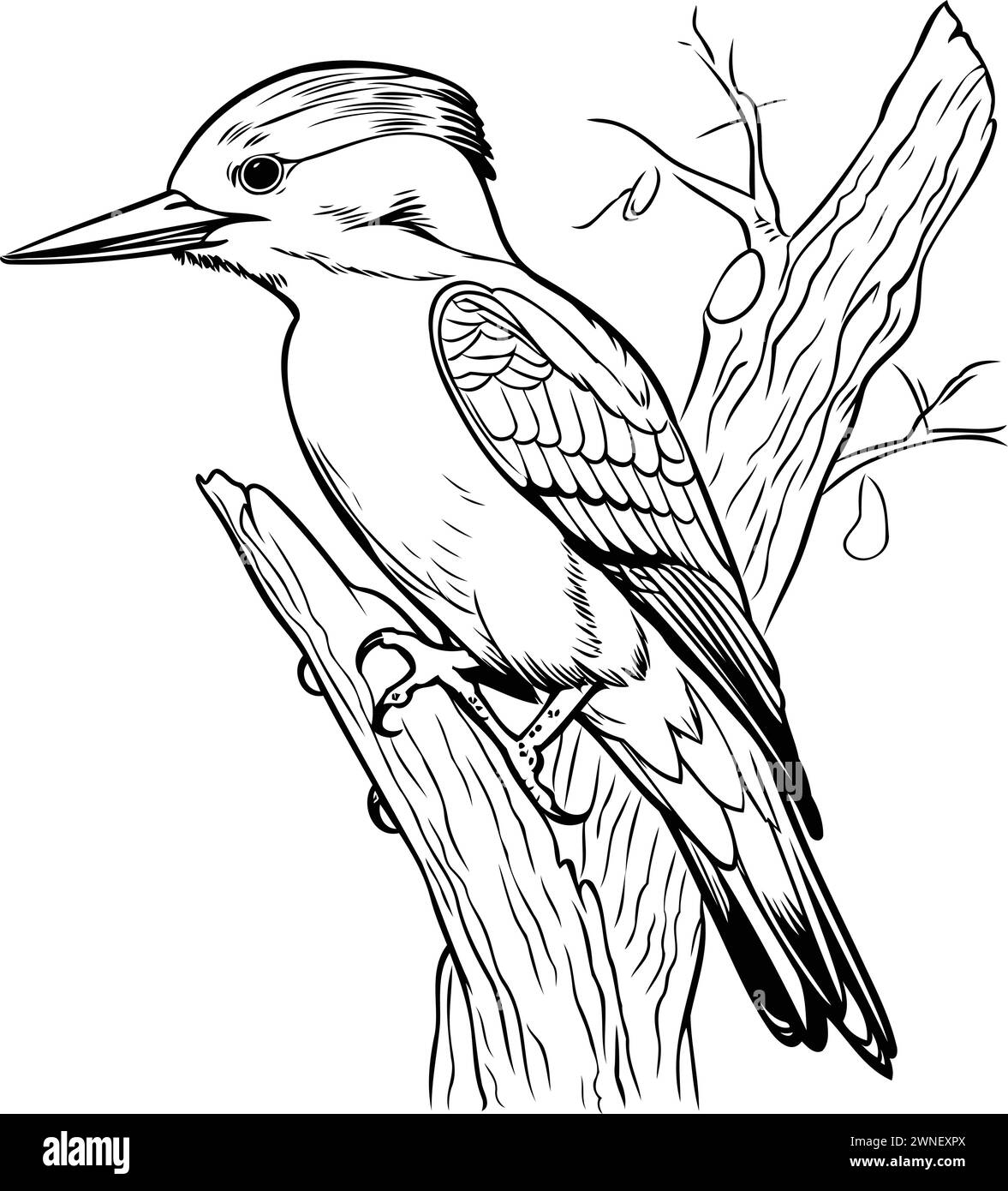 Cartoon woodpecker on tree Stock Vector Images - Alamy