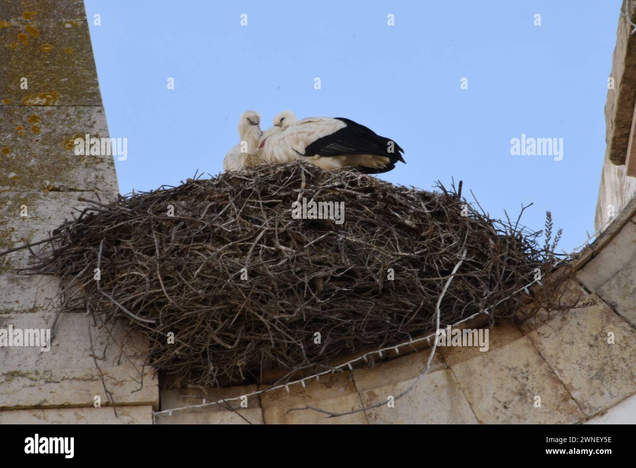 La cigogne sur une église de Faro, Portugal Stock Photo