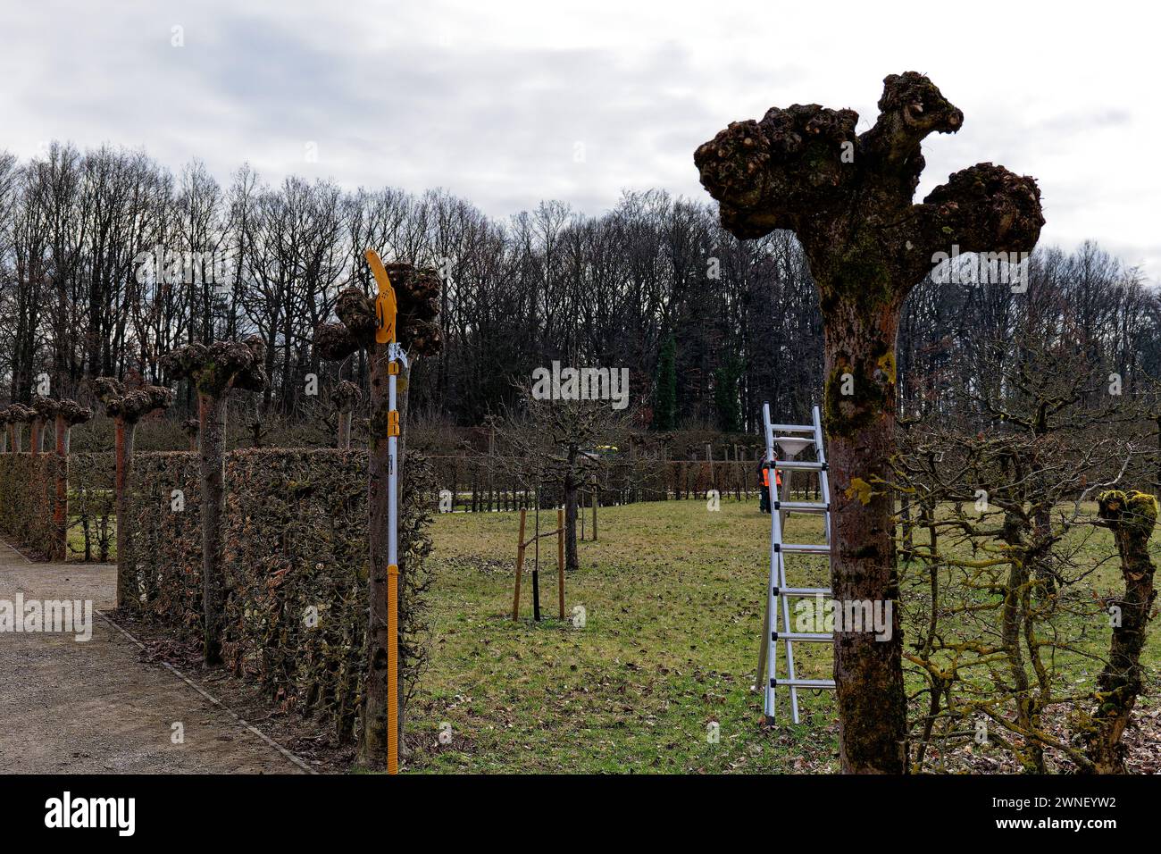 Baumpflege im Frühjahr; im Park der Eremitage in Bayreuth Stock Photo