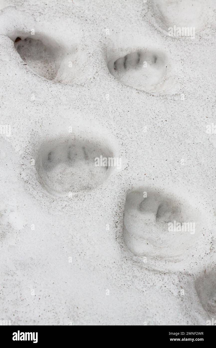 Brown bear footprints in the snow, Carpathian Mountains, Romania Stock Photo