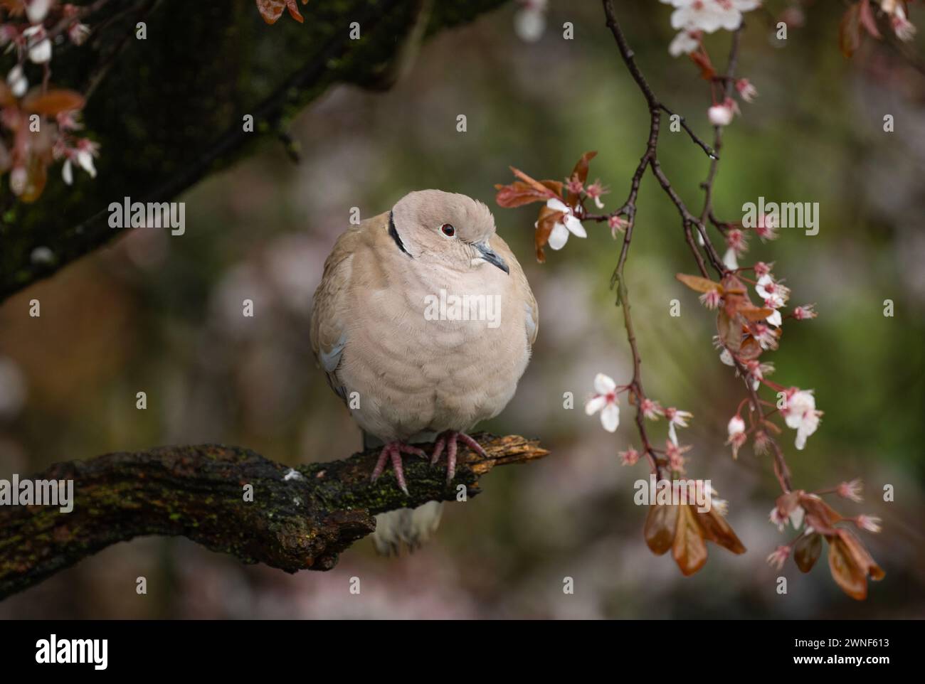 Collared Dove, also Eurasian Collared Dove, Streptopelia decaocto, adult perched on blossom tree in early spring, Regent's Park, London,United Kingdom Stock Photo