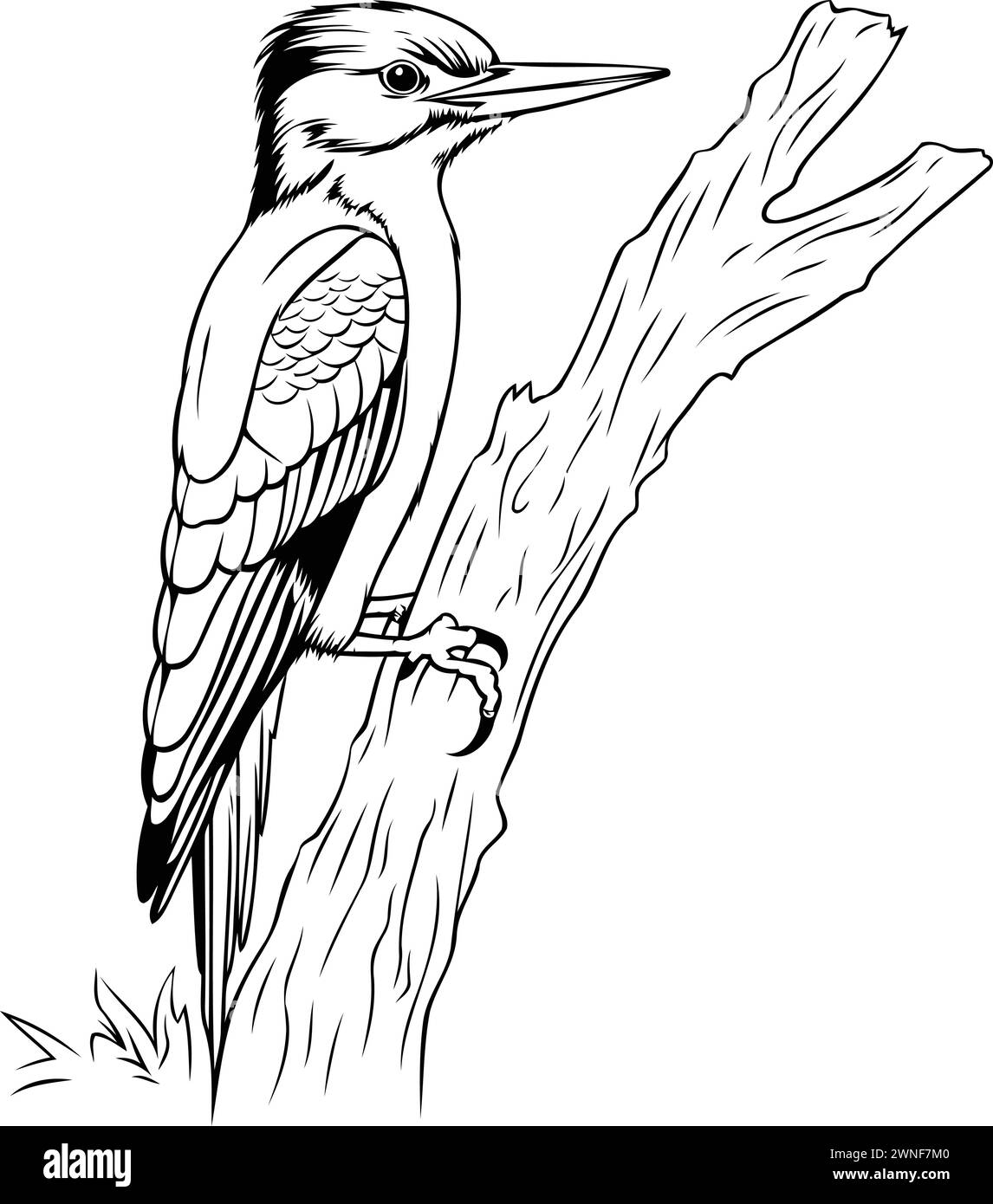 Dendrocopos major. Woodpecker bird. Black and white vector illustration