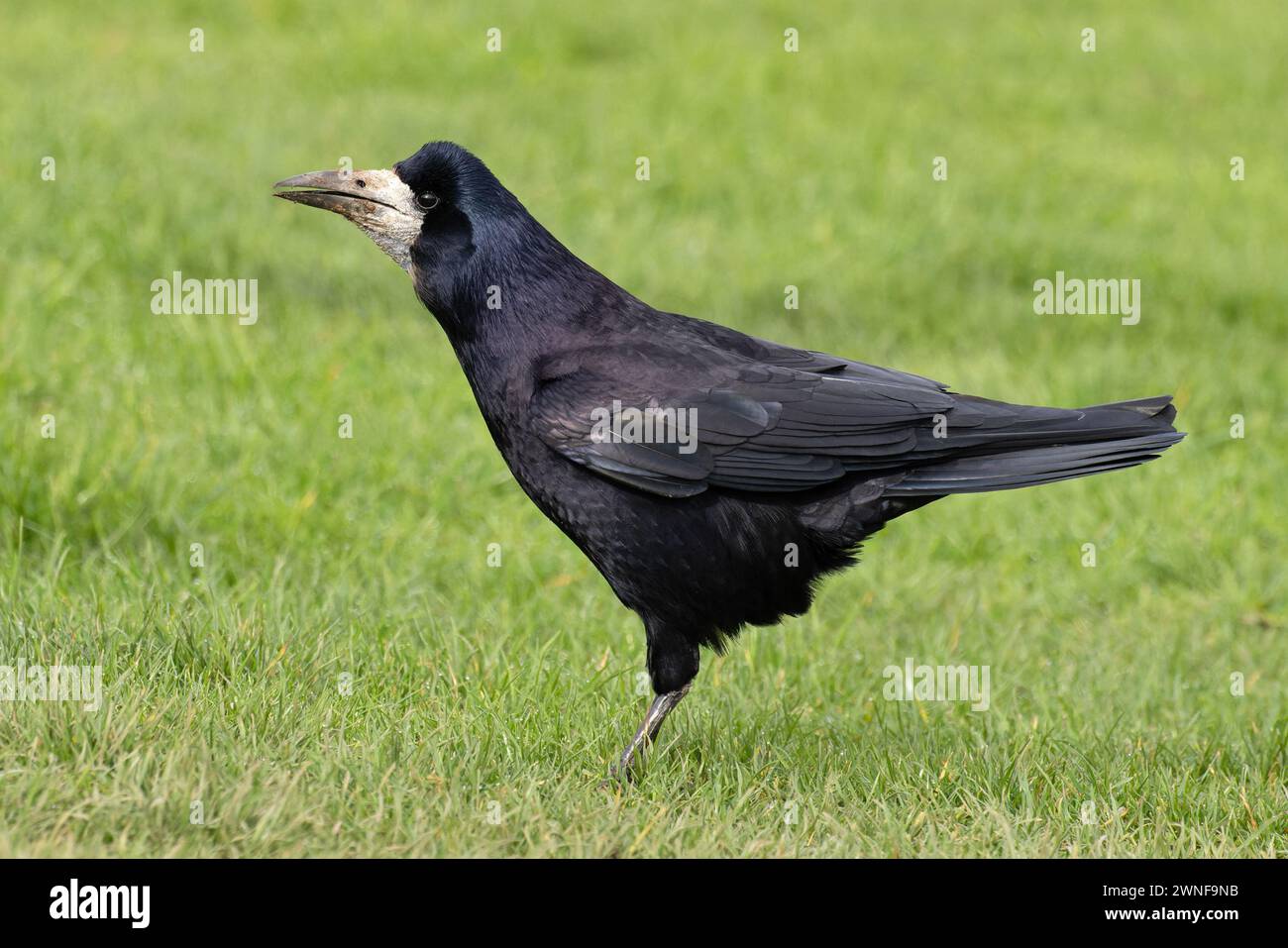 Cawing Rooks Rook corvus frugilegus calling hi-res stock photography and images - Alamy