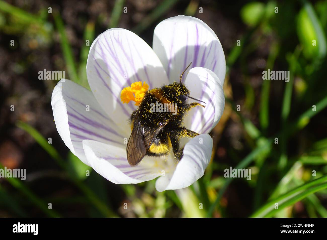 Queen, bumblebee species in the Bombus lucorum-complex covered with pollen on white, purple flower of a Crocus. Dutch garden. March, winter, sprinspri Stock Photo