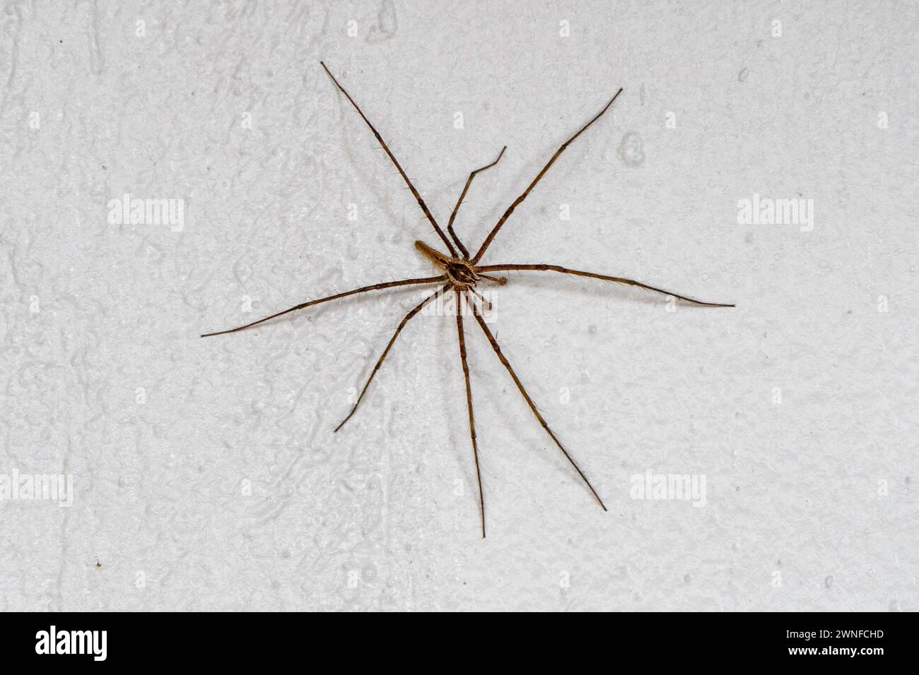 Ngorongoro, Tanzania, October 26, 2023. Babouk spider on a wall. Stock Photo