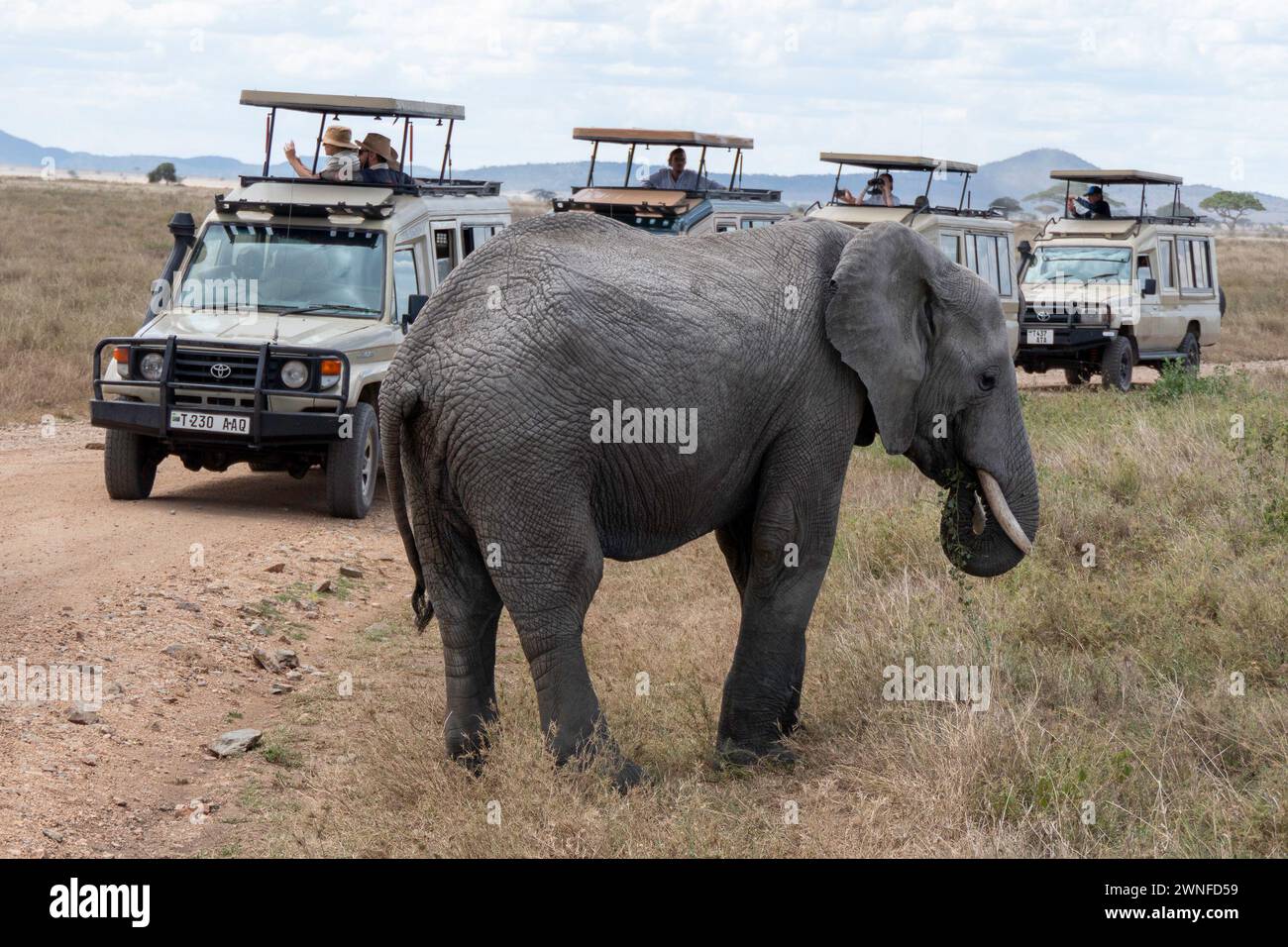 Serengeti, Tanzania, October 27, 2023. Elephant in front of tourist cars Stock Photo