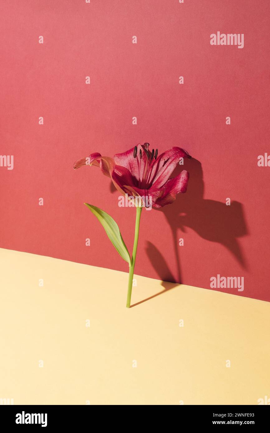 Red lily flower on red and pastel yellow background. Minimal composition with copy space. Stock Photo