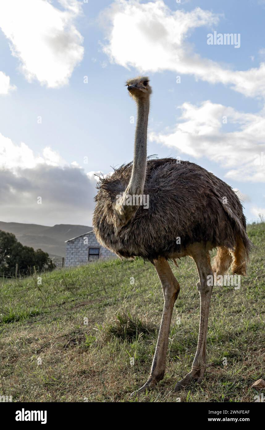 Full length ostrich, South Africa. Ostrich farm, contact zoo Stock Photo