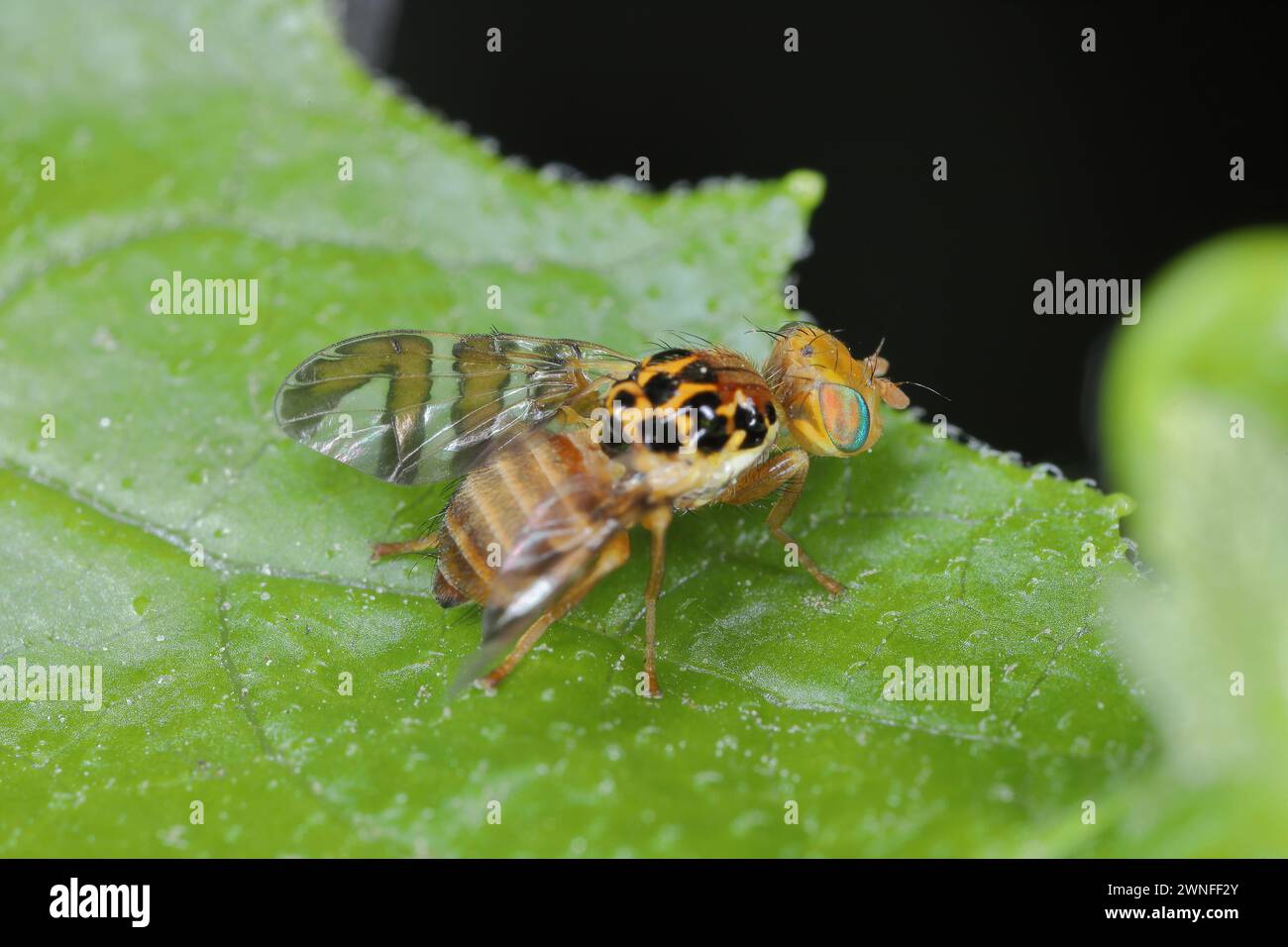 Goniglossum wiedemanni is a species of tephritid or fruit flies in the family fruit flies (Tephritidae). Larvae lives in red bryony (Bryonia dioica) f Stock Photo