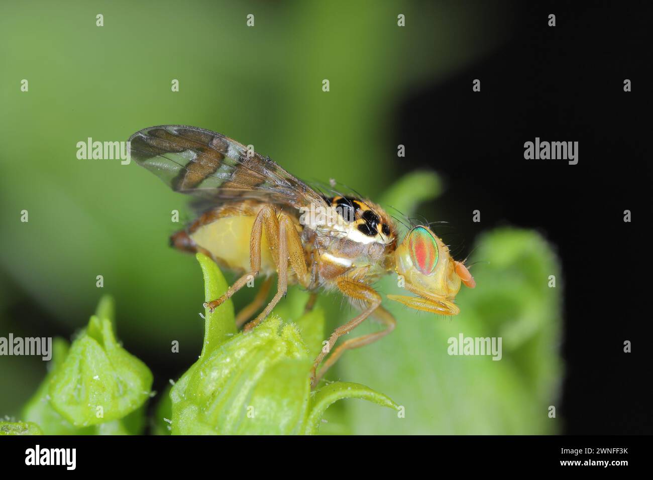 Goniglossum wiedemanni is a species of tephritid or fruit flies in the family fruit flies (Tephritidae). Larvae lives in red bryony (Bryonia dioica) f Stock Photo