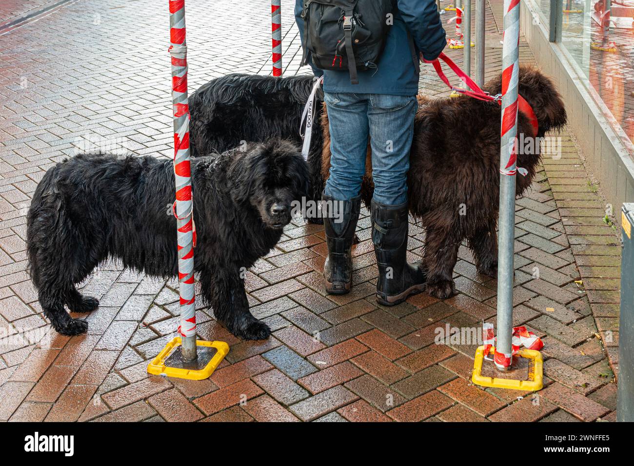 A man with  three Newfoundland dogs on leads in a town centre in wet rainy conditions. Stock Photo