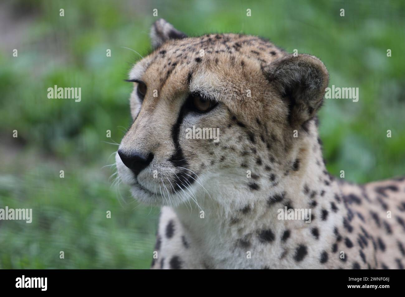 The cheetah (Acinonyx jubatus) occurring in an African wild cat Stock Photo