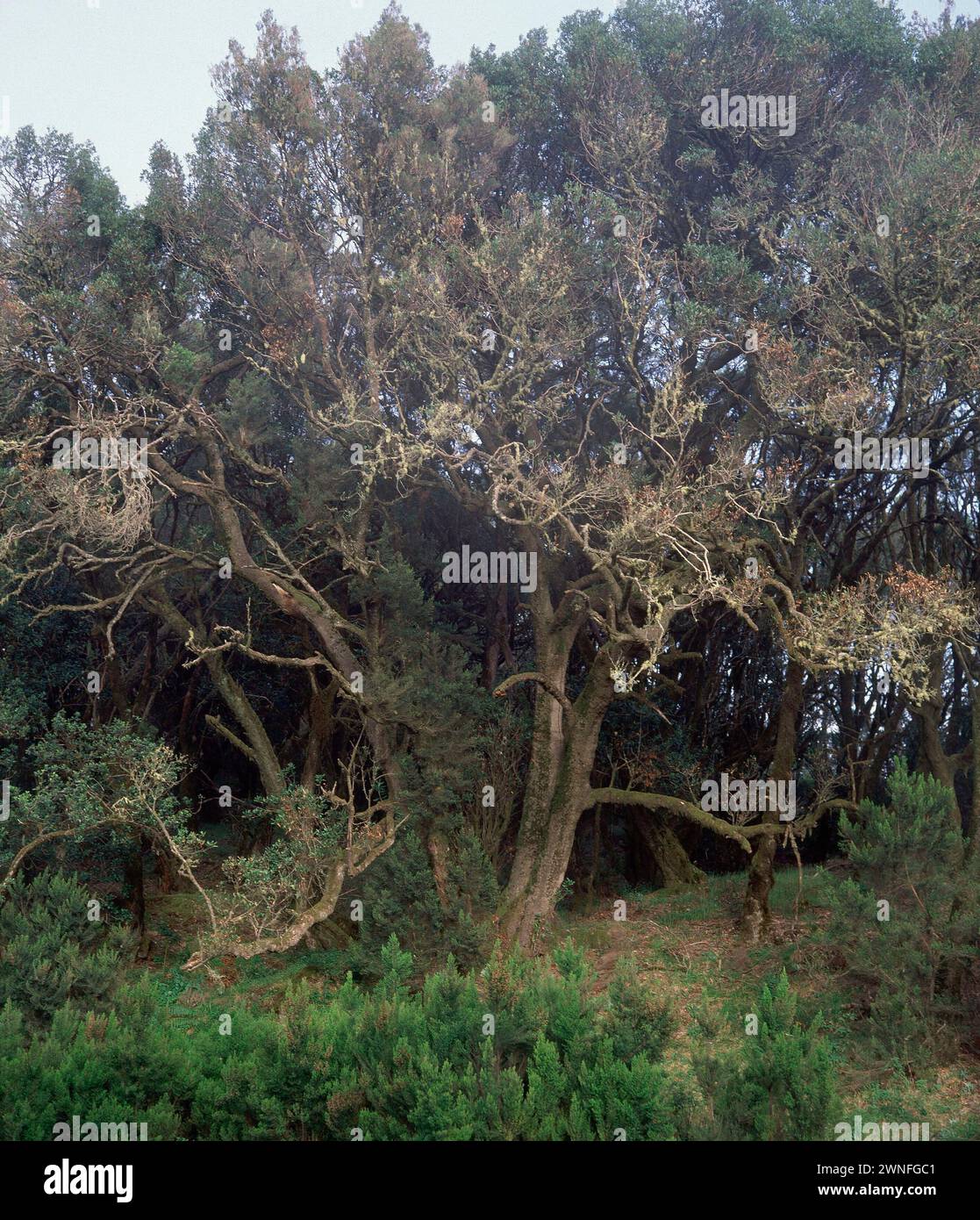 BOTANICA - LAURISILVAS. Location: EXTERIOR. El Cedro. Gomera. SPAIN. Stock Photo