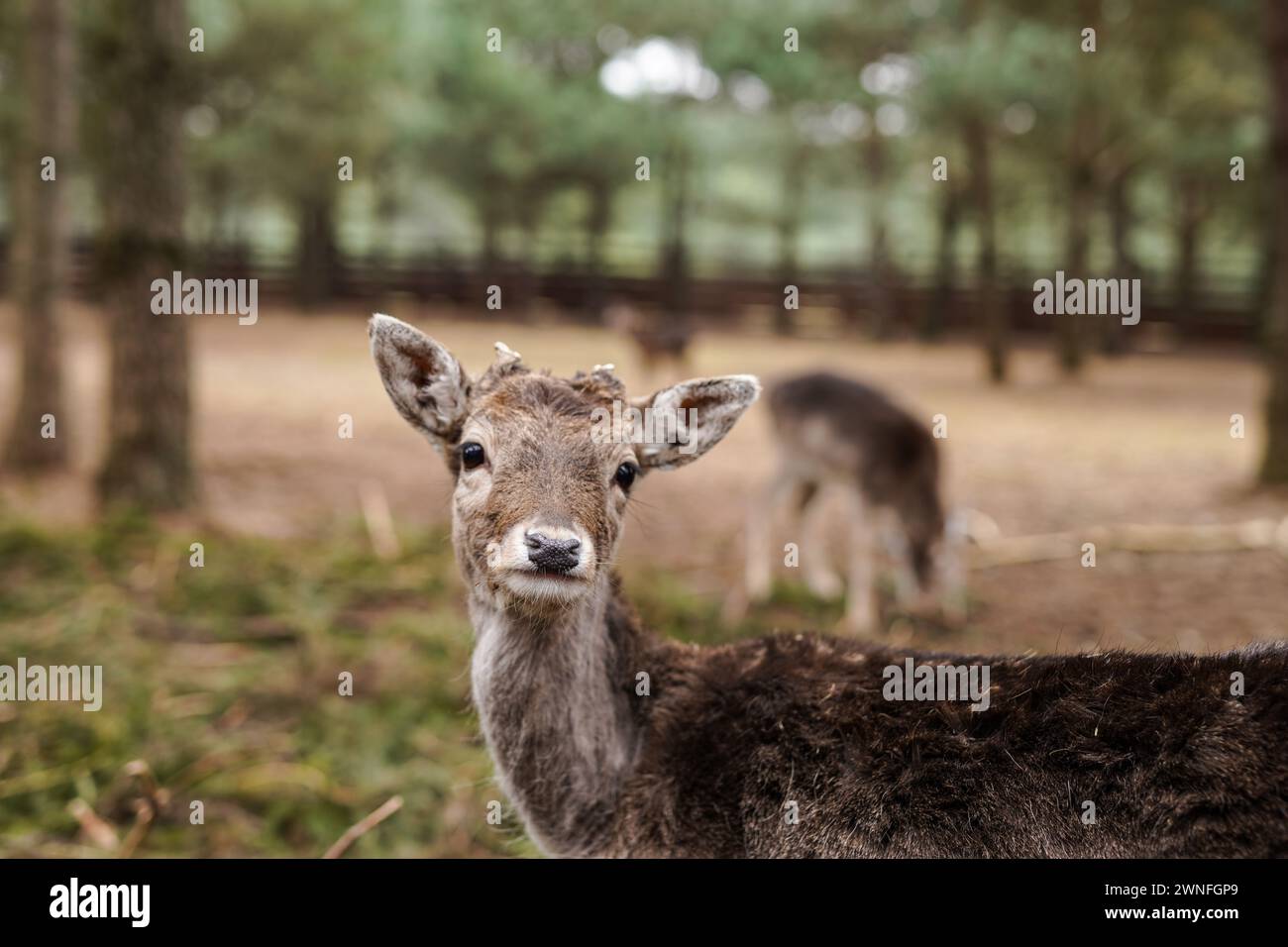 Young fallow deers hi-res stock photography and images - Alamy