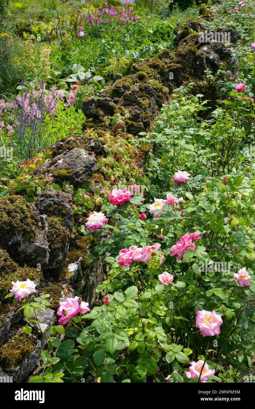 Plants for the cottage hi-res stock photography and images - Alamy
