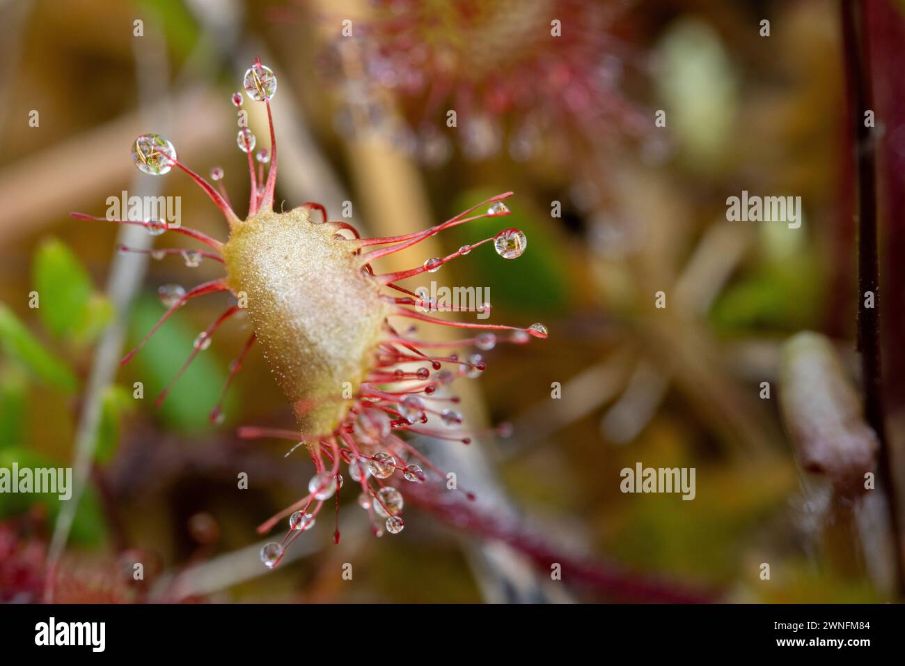 A closed roundleaf Sundew (Drosera rotundifolia) at Cors y Llyn Nature Reserve near Builth Wells in the Wye Valley, Powys, Wales, UK Stock Photo