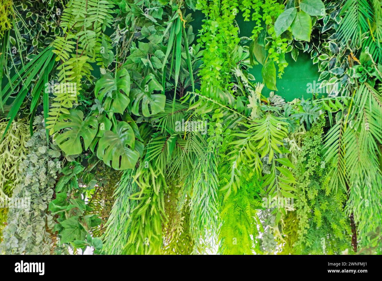Ferns bromeliads tropical plants hi-res stock photography and images ...