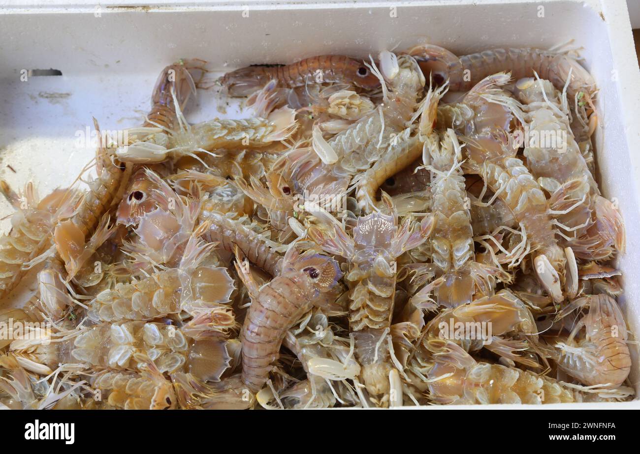 many freshly caught crustaceans of the Squilla Mantis breed in the fish market of the fish market Stock Photo