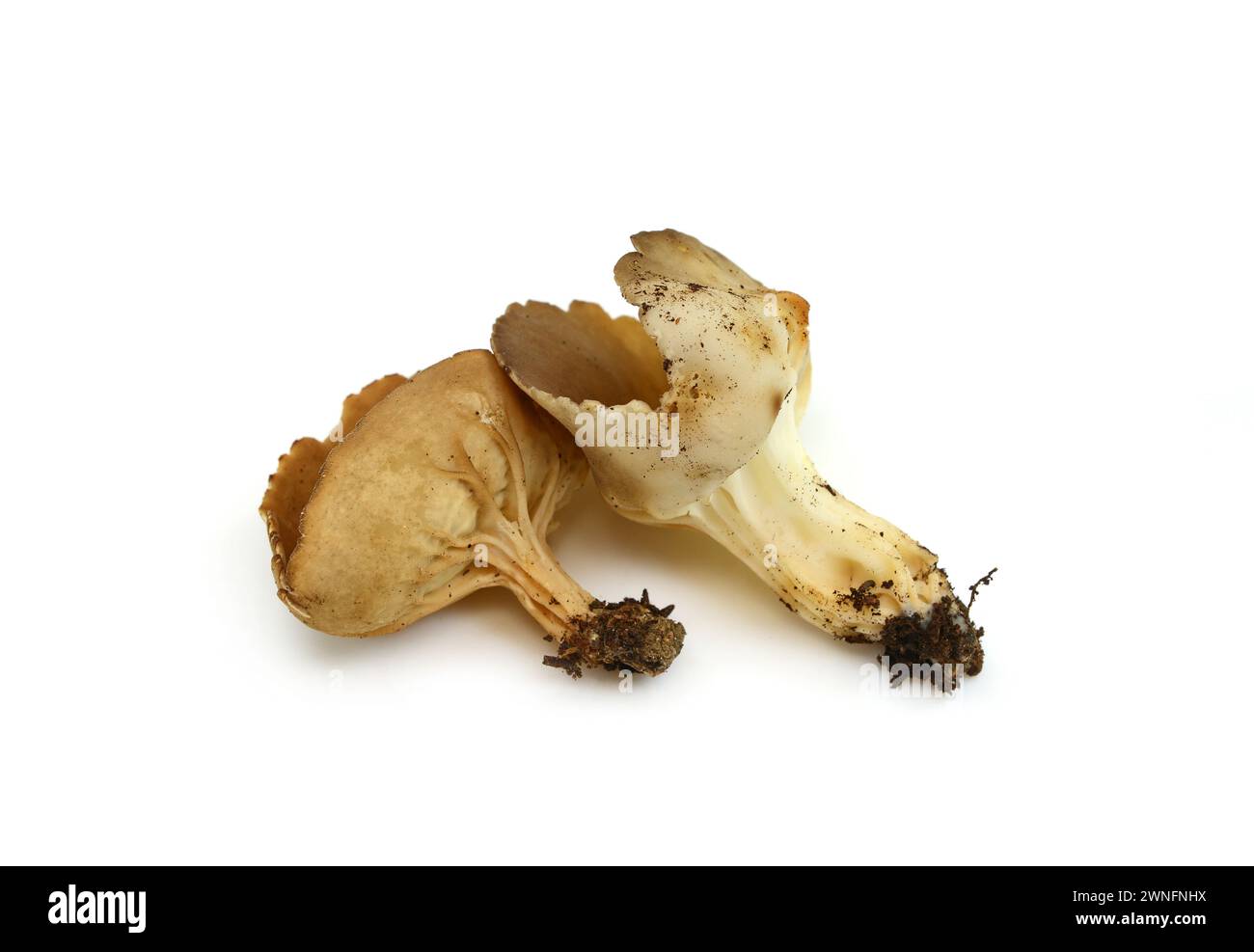 peziza sp. mushroom isolated on white Stock Photo