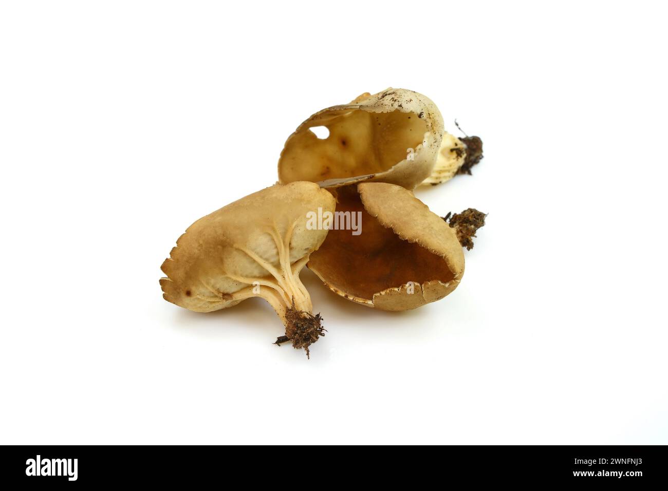 peziza sp. mushroom isolated on white Stock Photo
