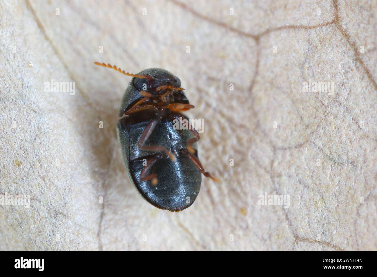Mesocoelopus niger a tiny and rare beetle in the family Anobiidae, Ptinidae. Its larvae develop in the dry twigs of ivy (Hedera helix). Stock Photo