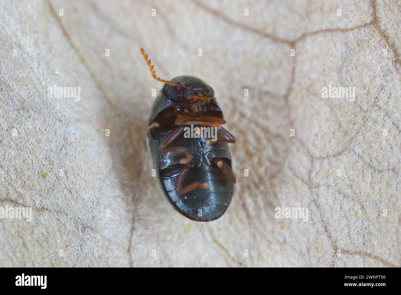 Mesocoelopus niger a tiny and rare beetle in the family Anobiidae, Ptinidae. Its larvae develop in the dry twigs of ivy (Hedera helix). Stock Photo