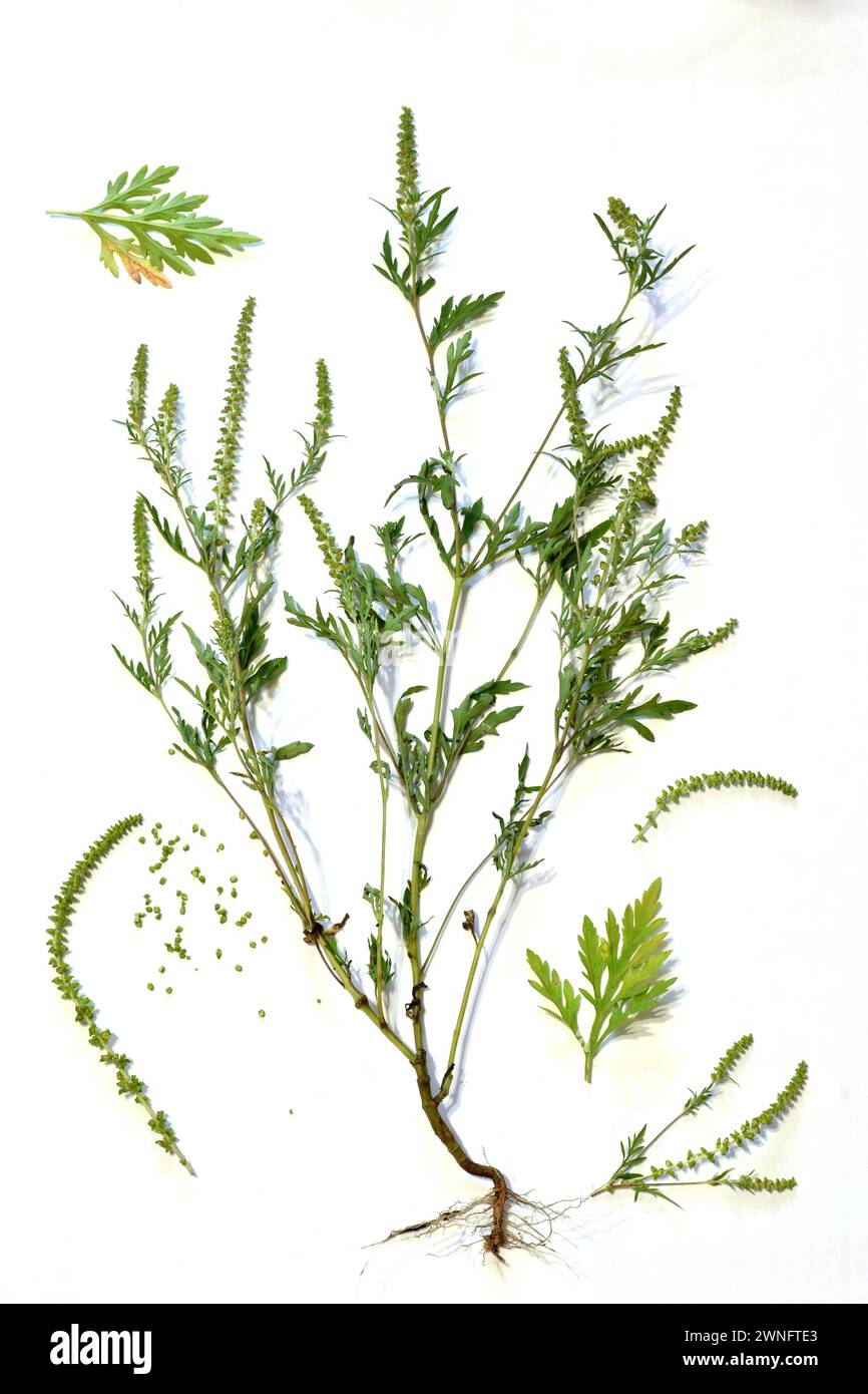On A White Background The Grass Ambrosia Golometelchataya Its Flowers On a white background the grass ambrosia golometelchataya its flowers