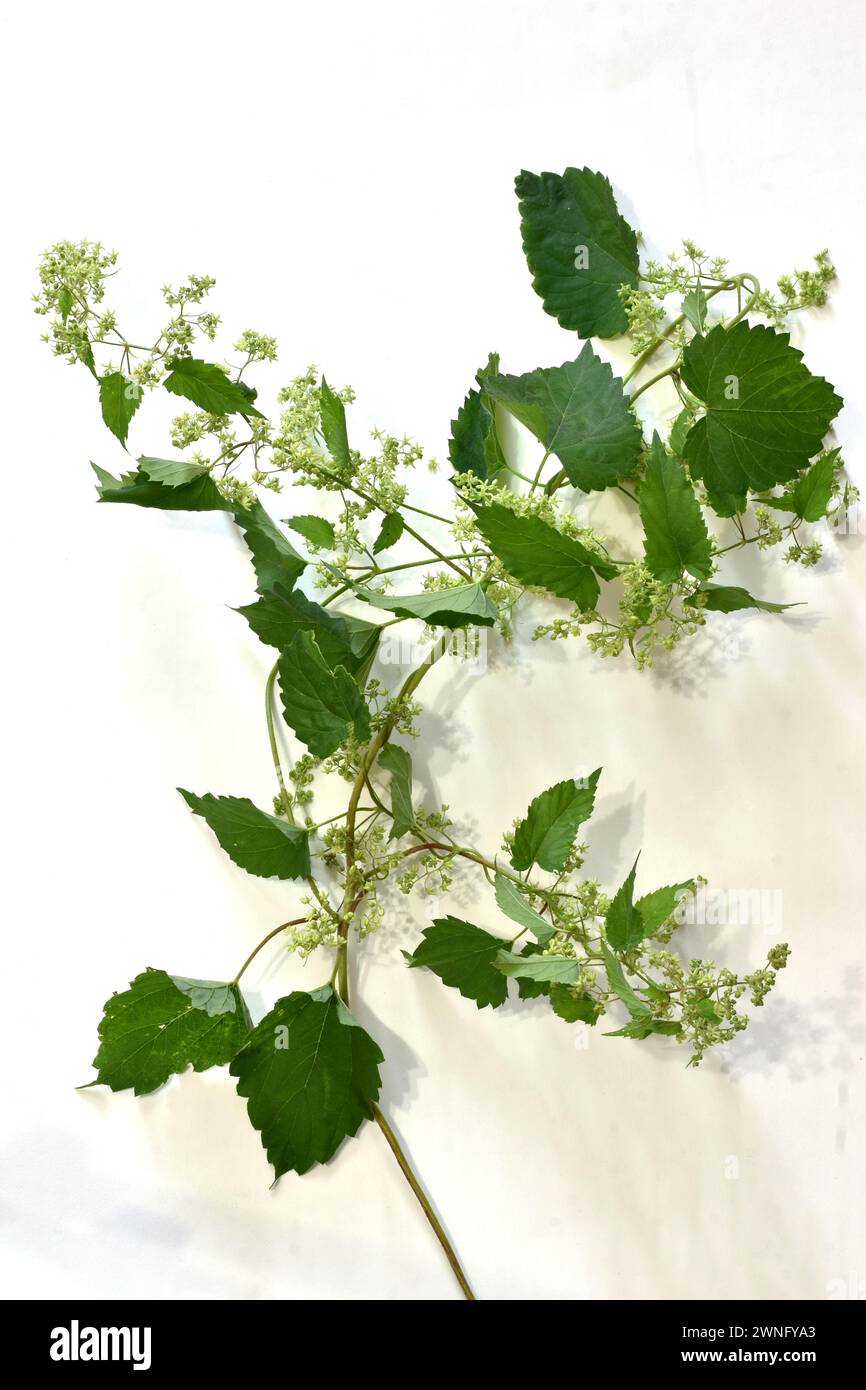 ivy leaves isolated on a white background. High quality photo Stock Photo