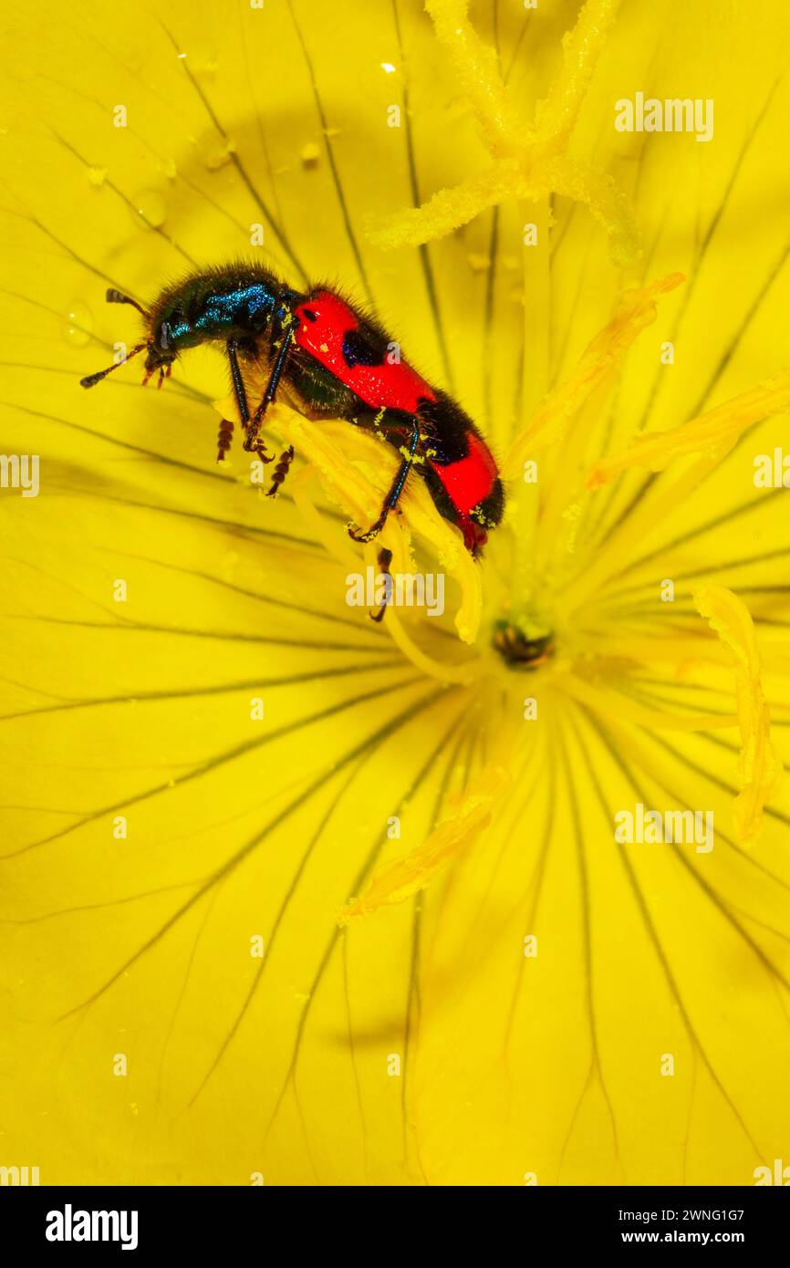 red beetle motley bee eats pollen on a yellow buttercup flower Stock Photo