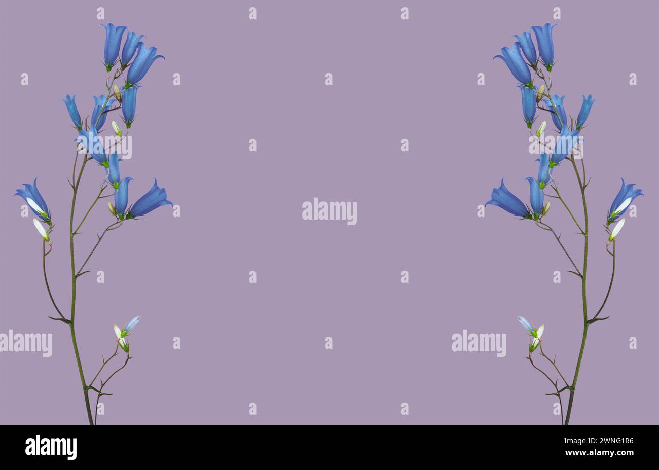 a frame of abstract bluebell flowers with blue buds on a lilac ...