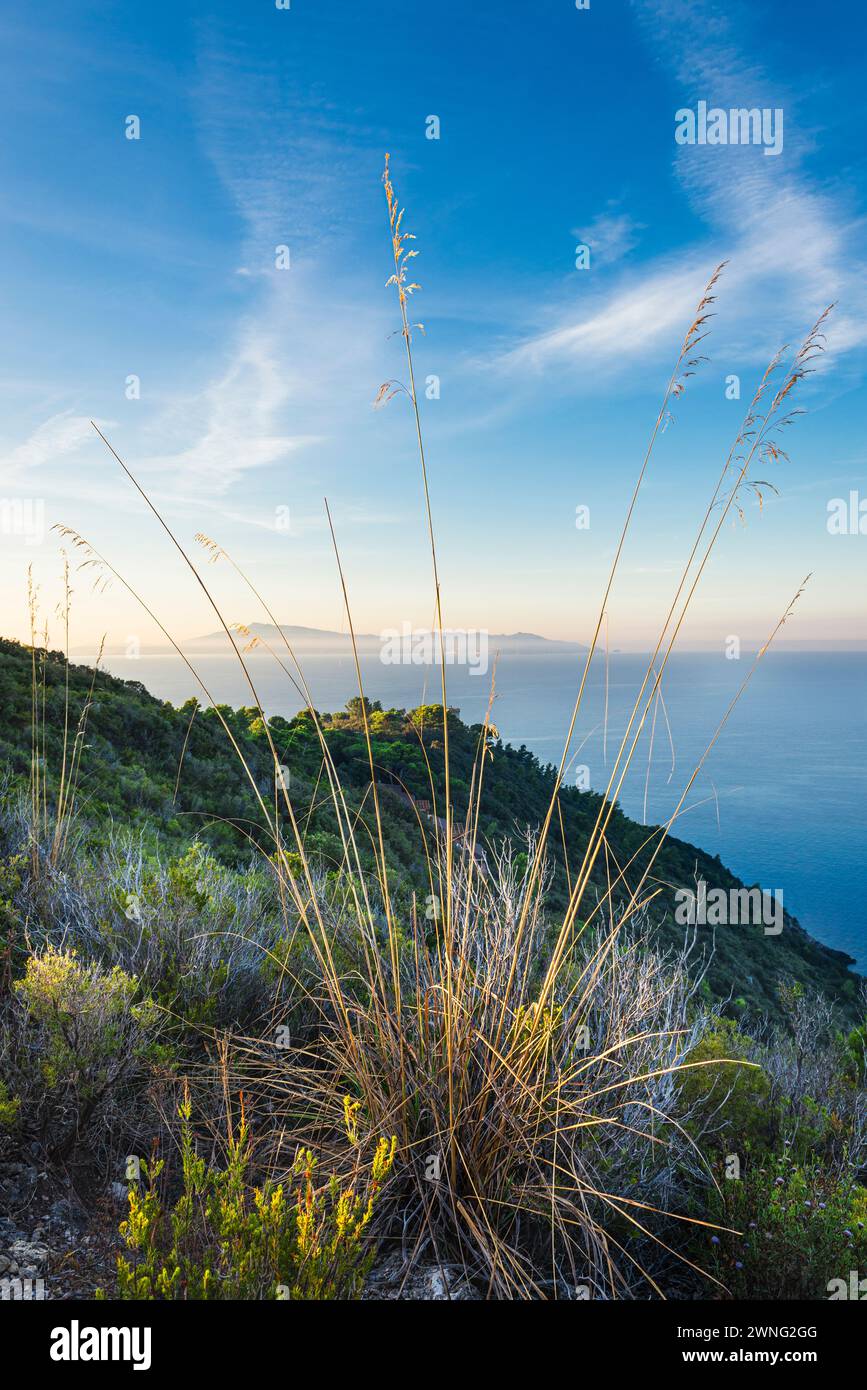 View through blades of grass in the Maremma Nature Park Monte dell Uccelina to the coast of Tuscany with Monte Argentario in the morning sun, Italy Stock Photo