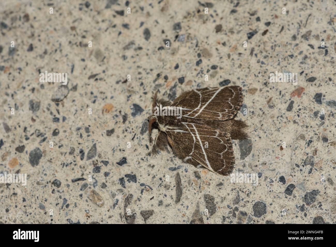 Resting Lappet Moth (Euglyphis laudia) at Montezuma Lodge, Colombia Stock Photo