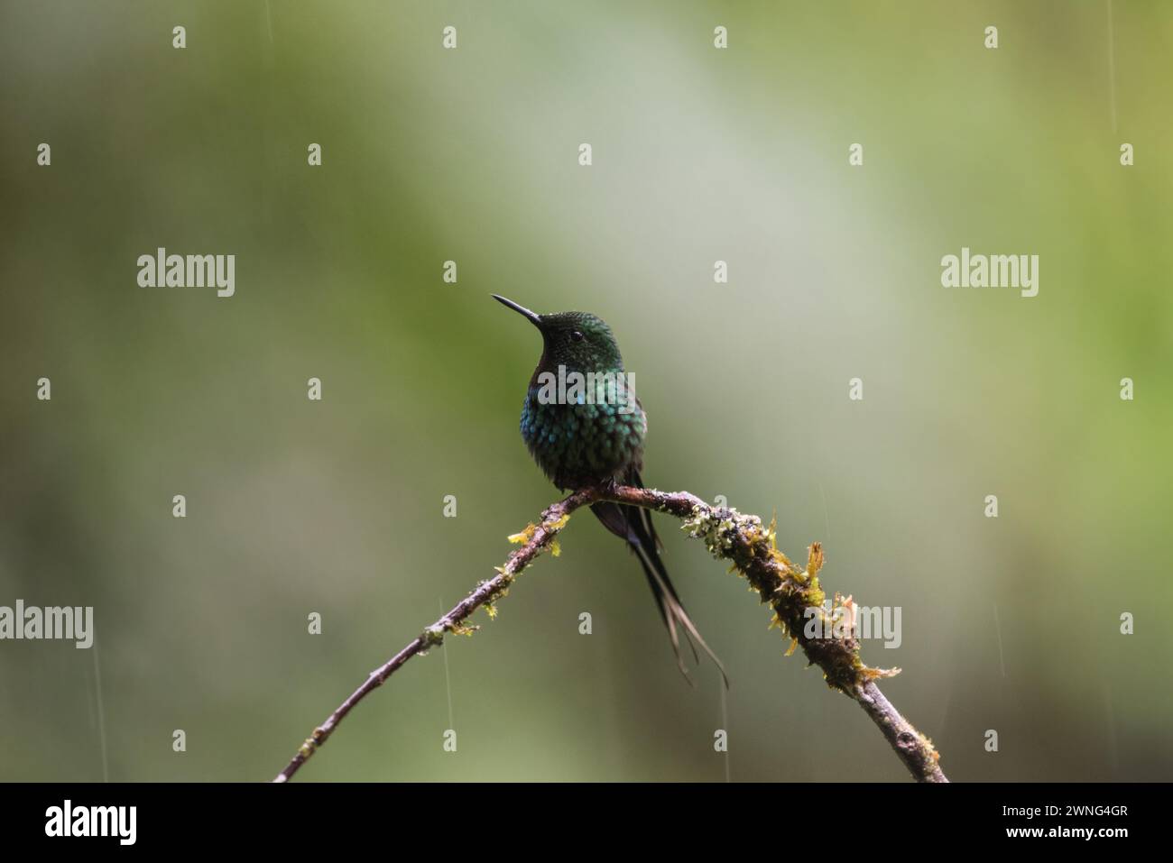 Perched Green Thorntail (Discosura conversii) in Colombia Stock Photo