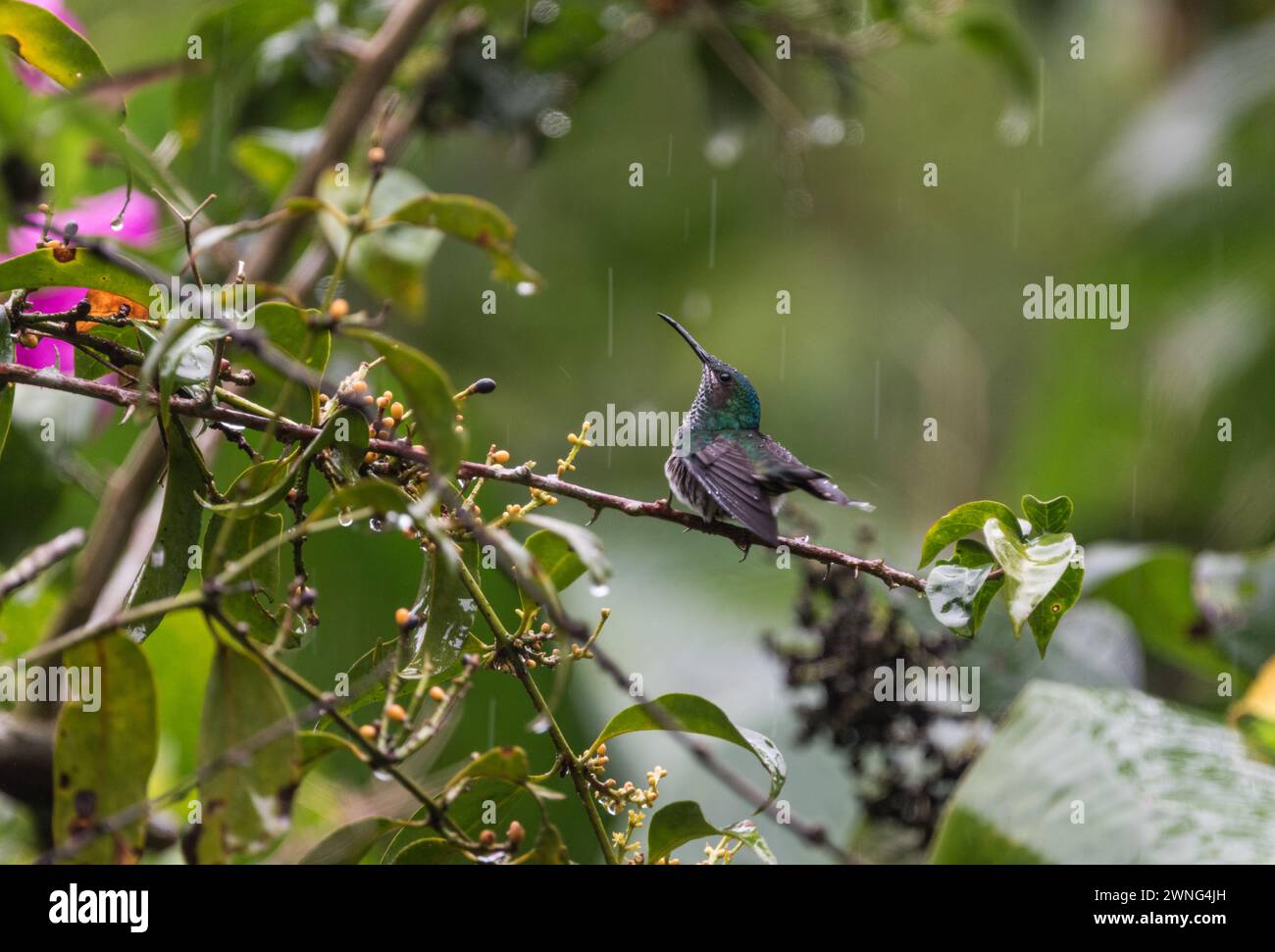 Perched Green Thorntail (Discosura conversii) displaying in the rain Colombia Stock Photo