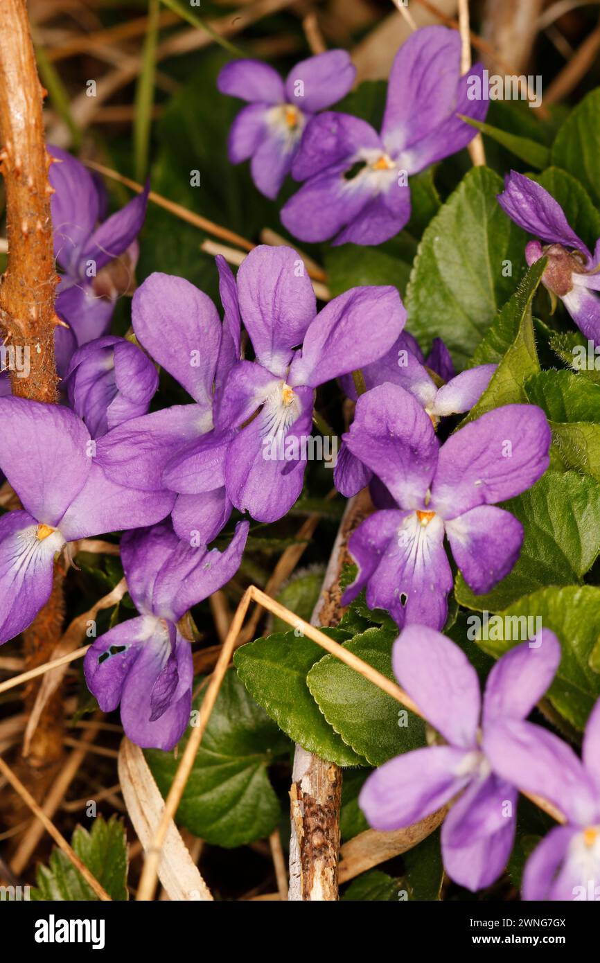 Viola hirta 'Hairy Violet' Stock Photo