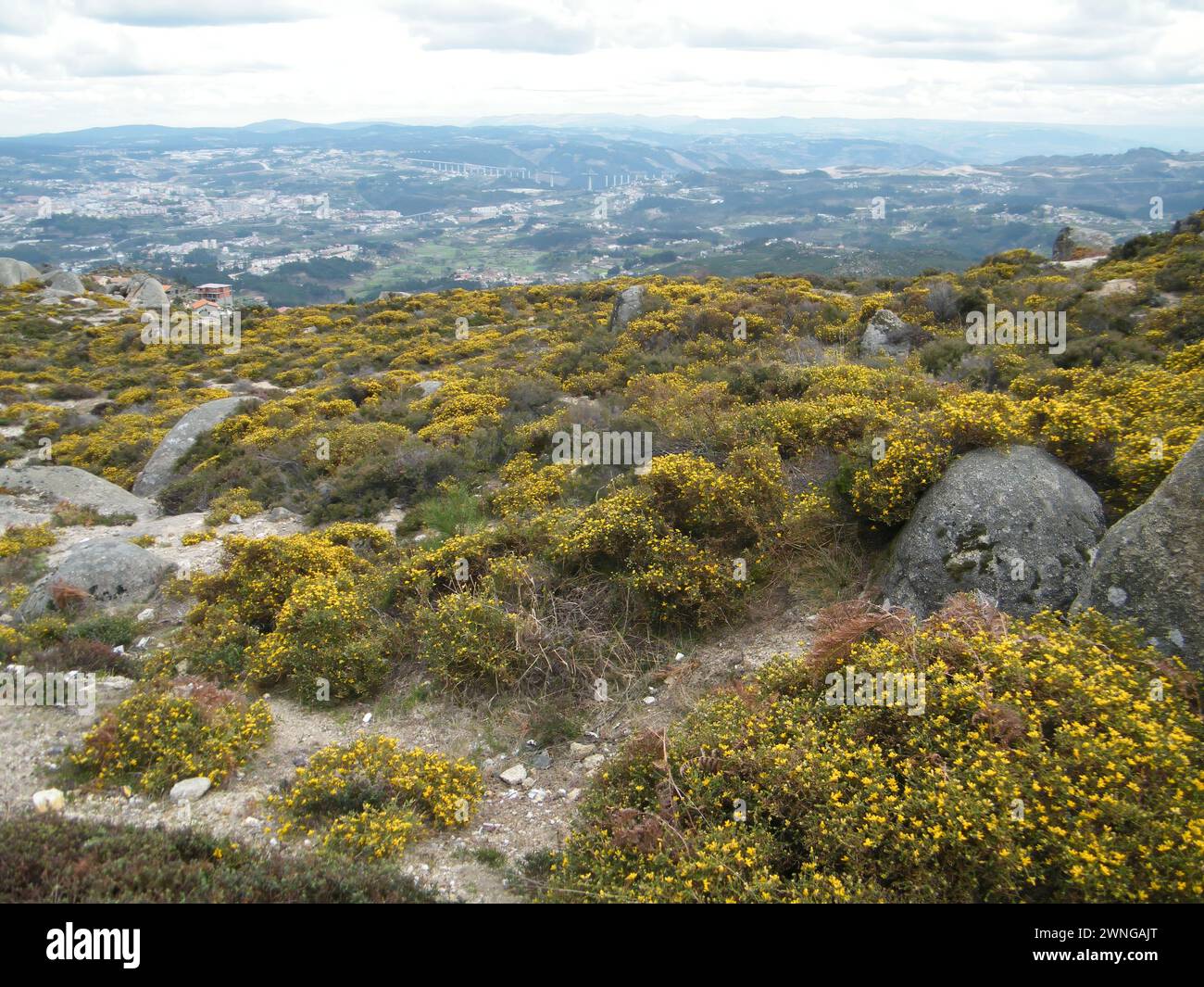 Uma paisagem na montanha com flores amarelas e pedras Stock Photo