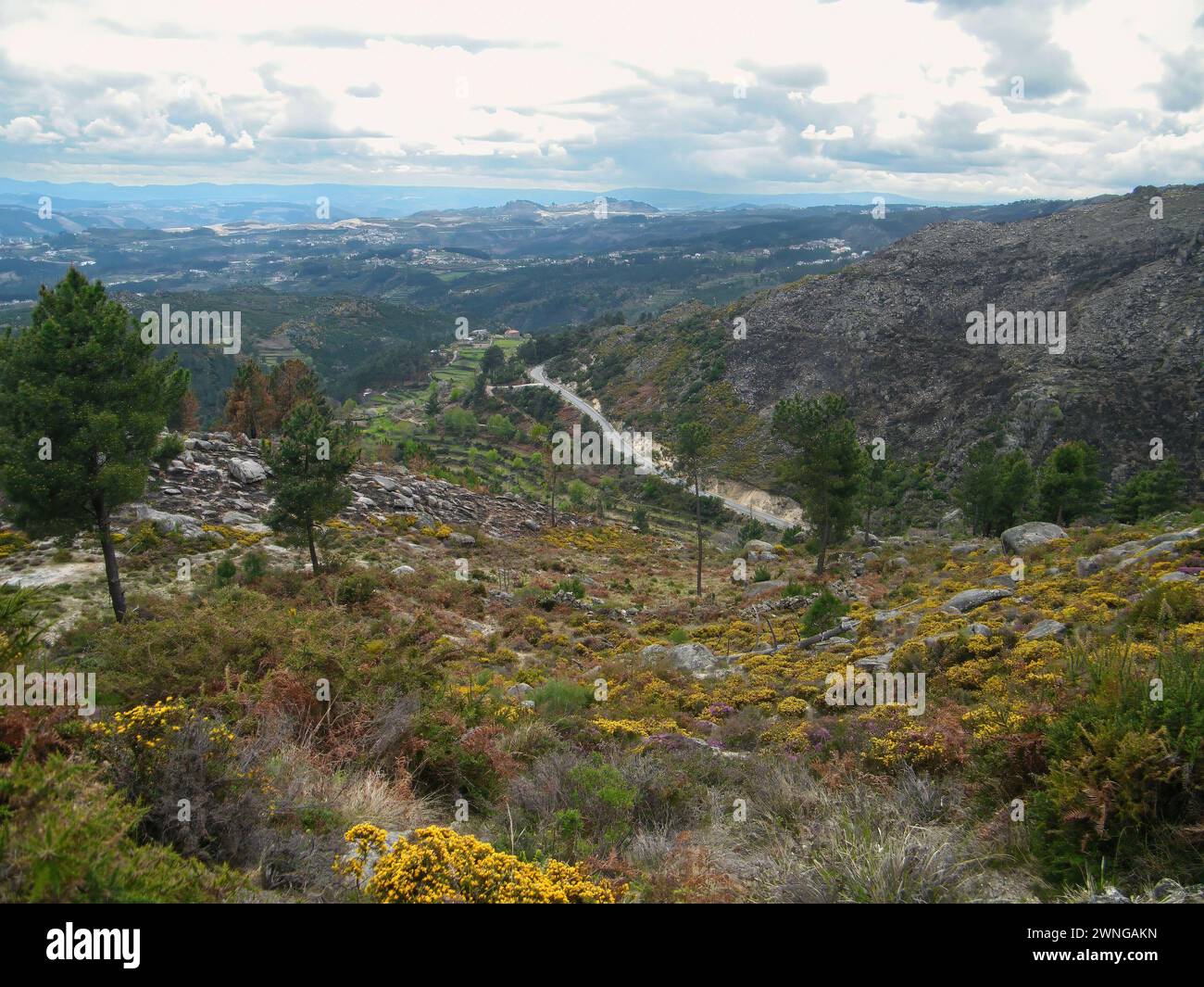 Uma paisagem na montanha com flores amarelas e pedras Stock Photo