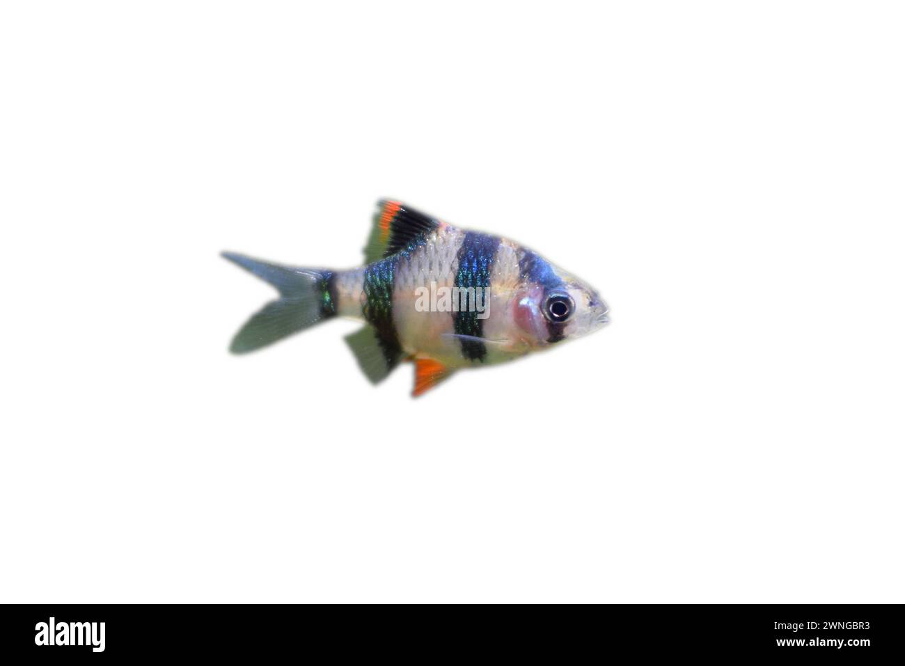 Sumatran barb, aquarium fish on white background Stock Photo