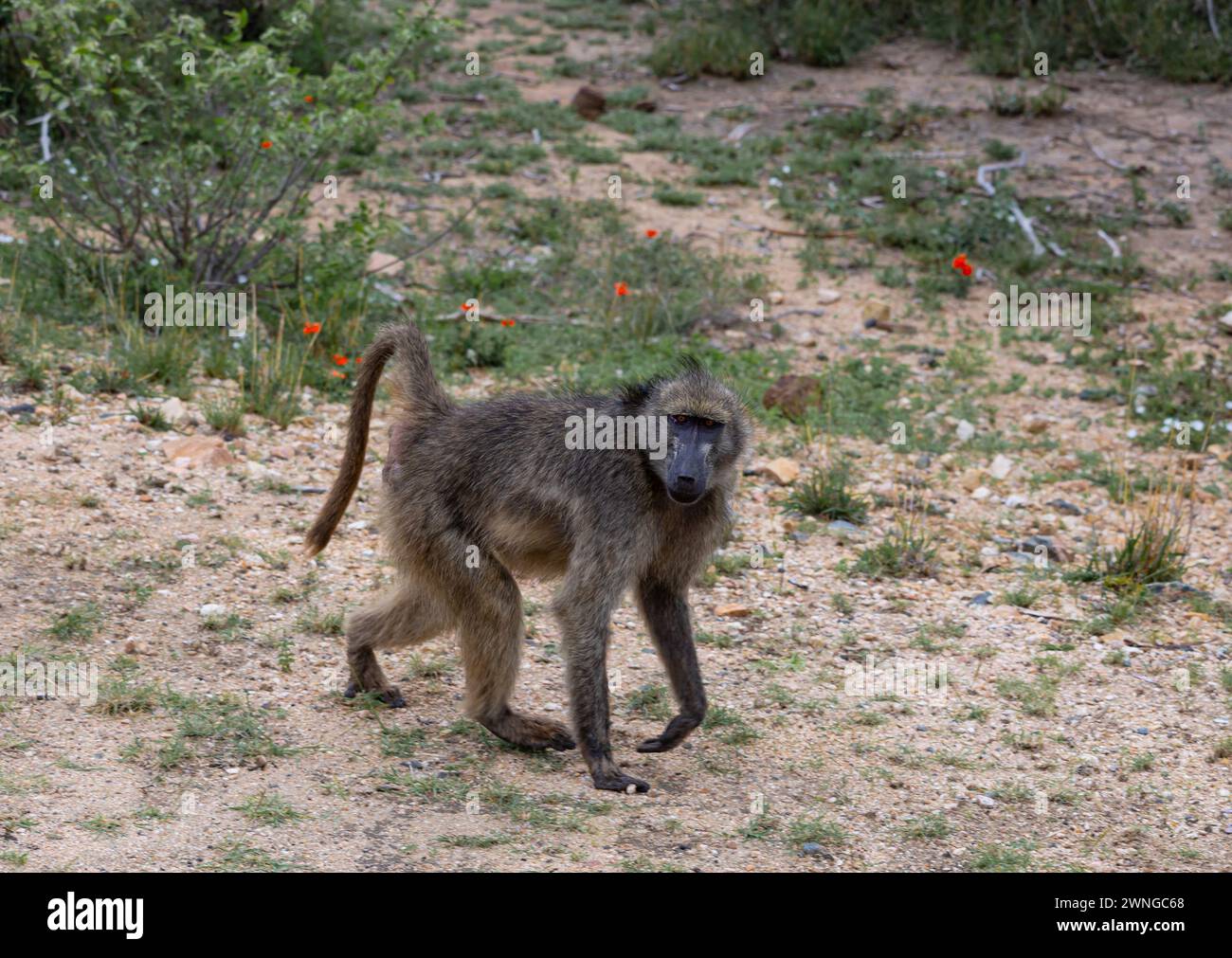 savannah-habitat-hi-res-stock-photography-and-images-alamy