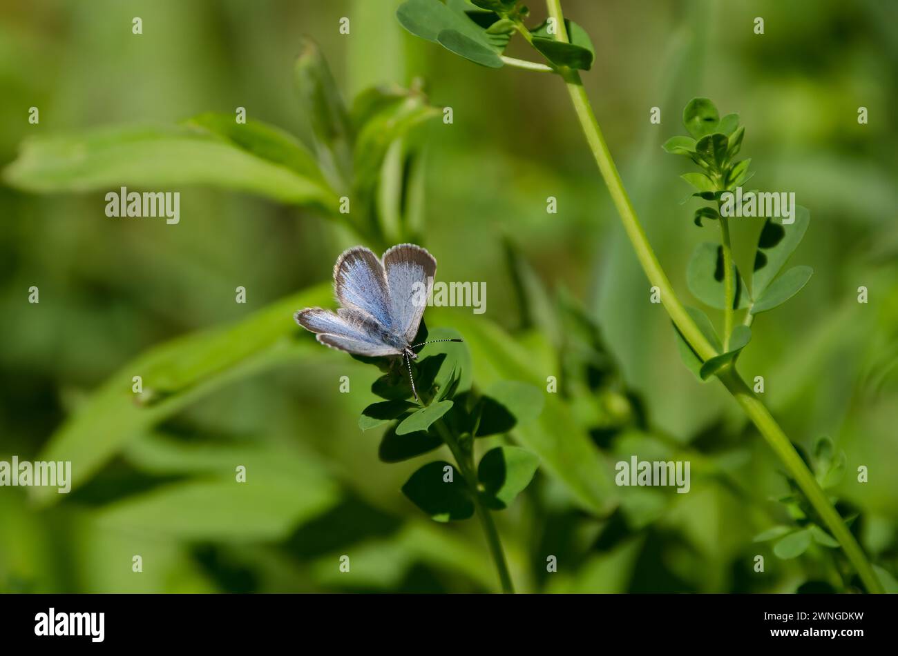 Blue Butterfly landed on a plant Stock Photo Alamy