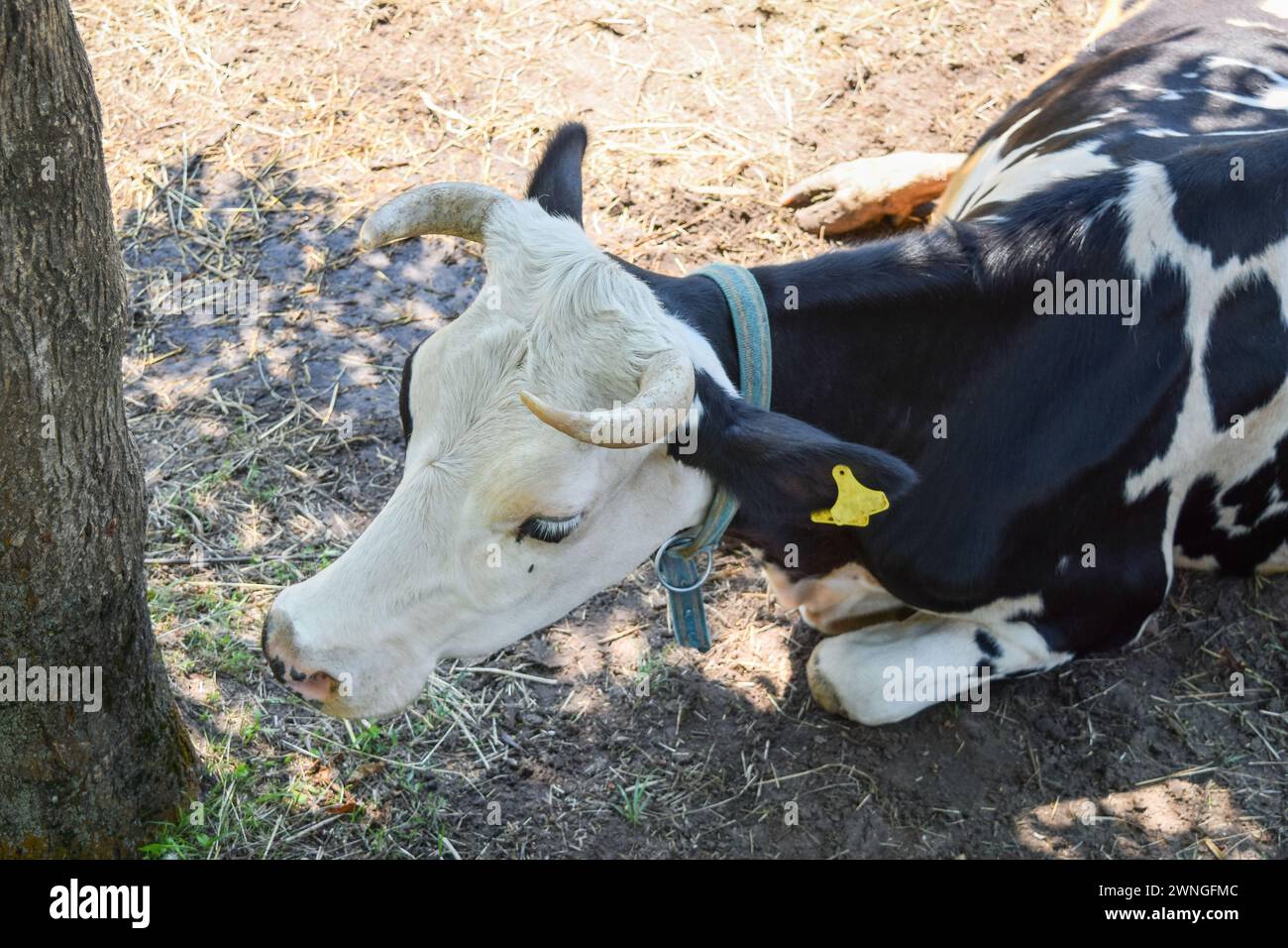 Holstein dairy cow resting on grass Stock Photo - Alamy