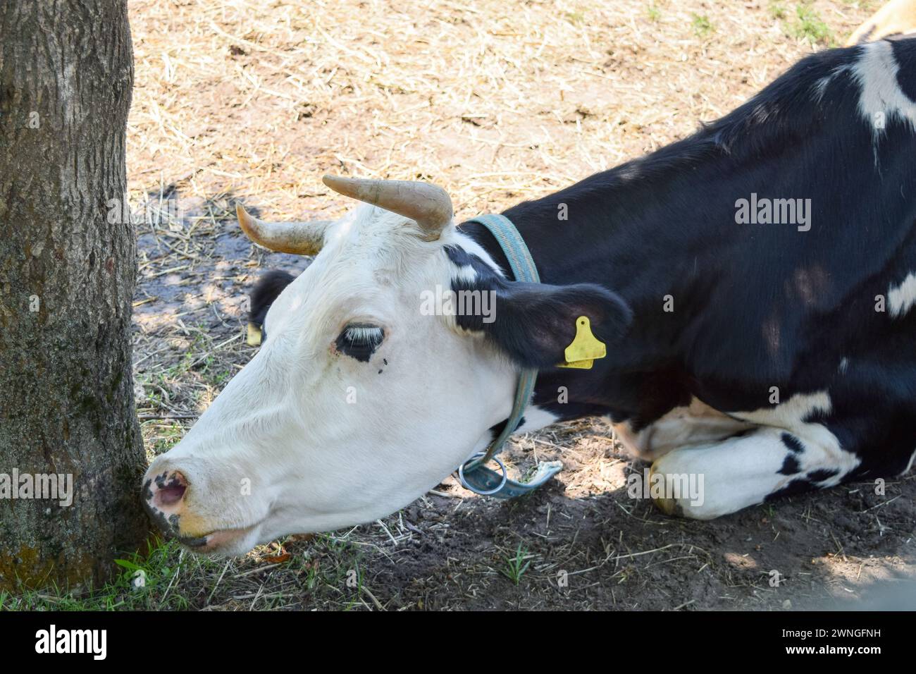 Holstein dairy cow resting on grass Stock Photo - Alamy