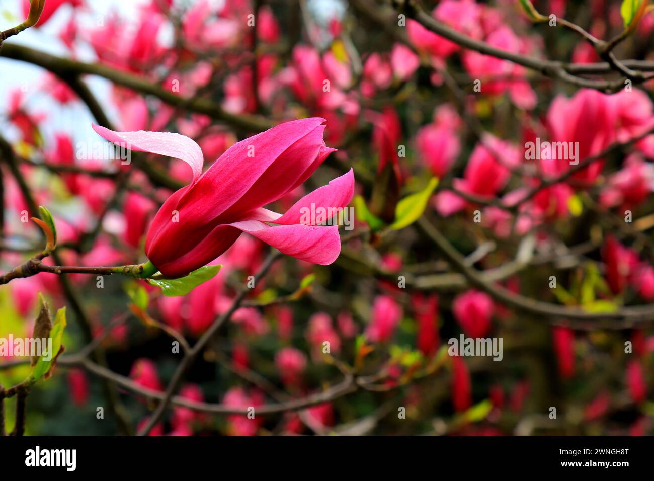 Beautiful magnolia tree blossoms in springtime. Jentle Chinese red magnolia flower. Romantic floral background. Stock Photo