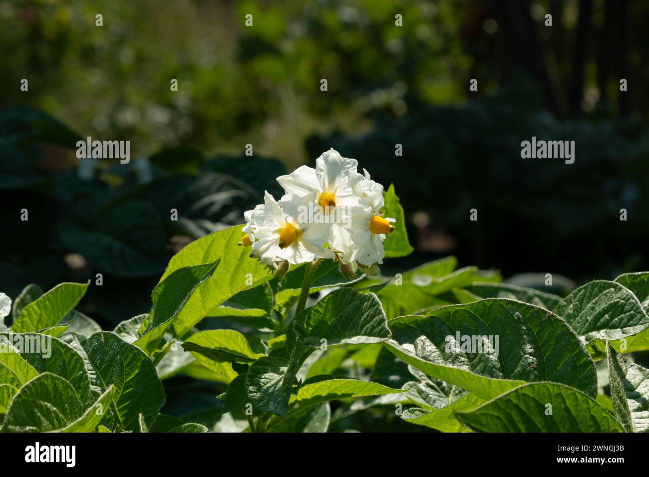 The white petals and yellow stamens of flowers of the British Queen variety of potato. Summer, England, UK Stock Photo