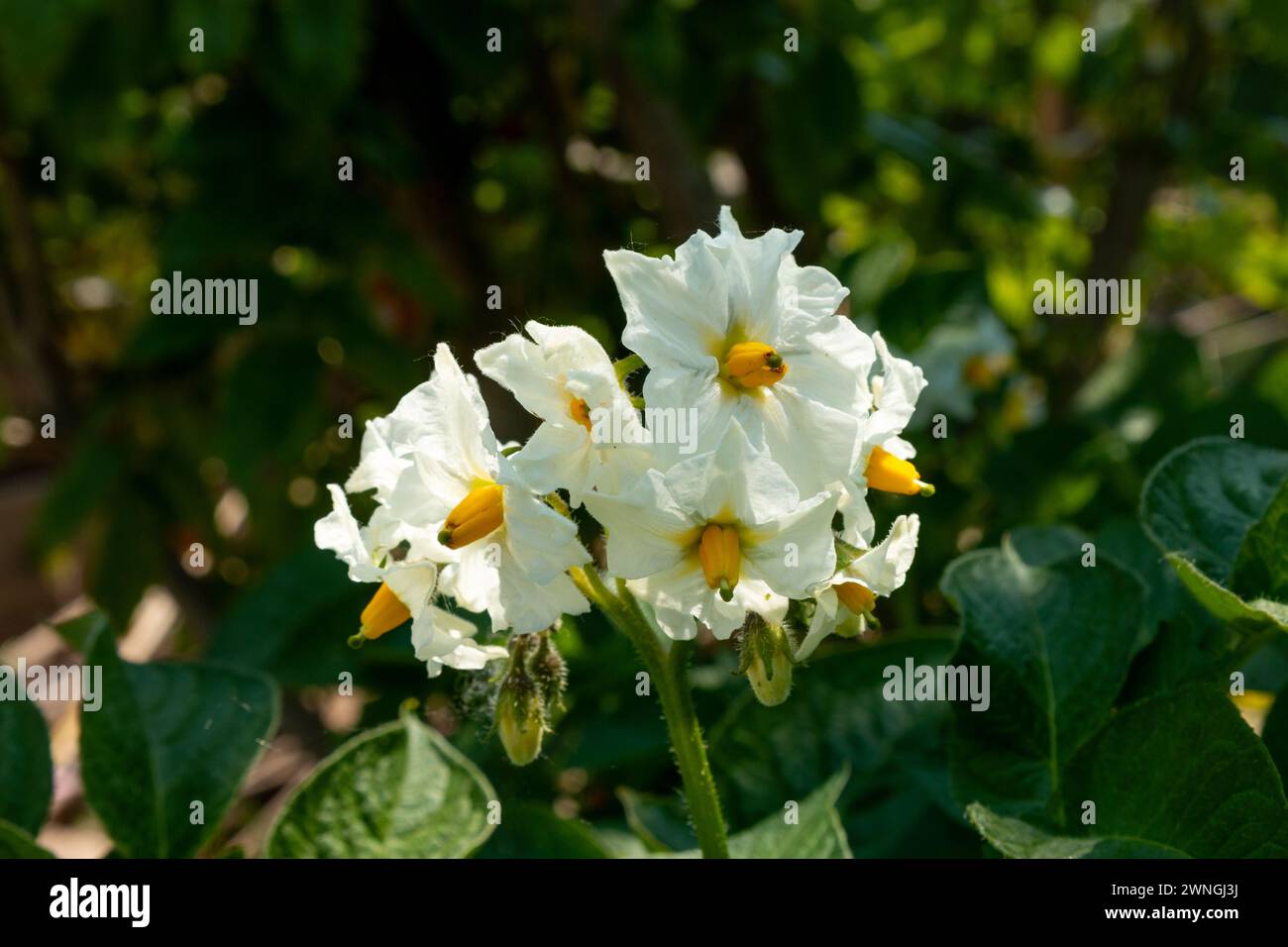 The white petals and yellow stamens of flowers of the British Queen variety of potato. Summer, England, UK Stock Photo