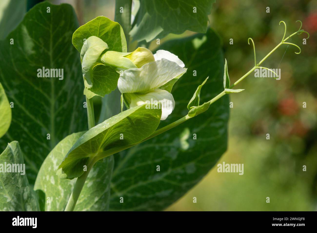A close up of the white flower and tendril on a pea plant. Summer, England, UK Stock Photo