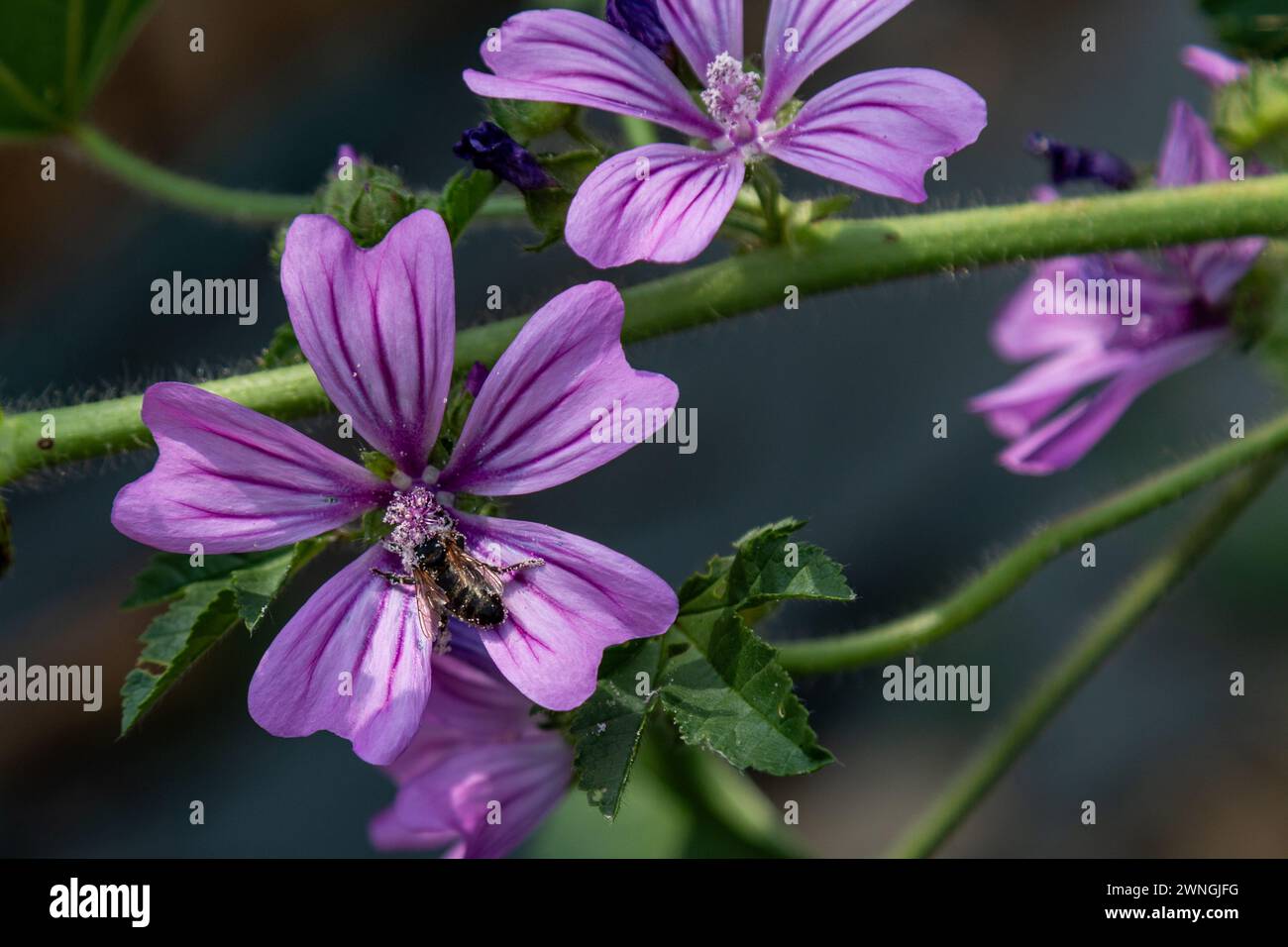 A honey bee gathers nectar from a Common Mallow (Malva sylvestris) plant in summer.  Cambridge, England, UK. Stock Photo