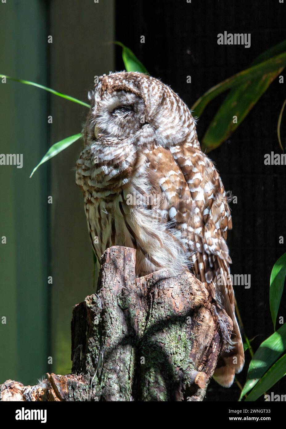 Strix Vari Barred Owl (Strix varia) perches silently in North American forests ...